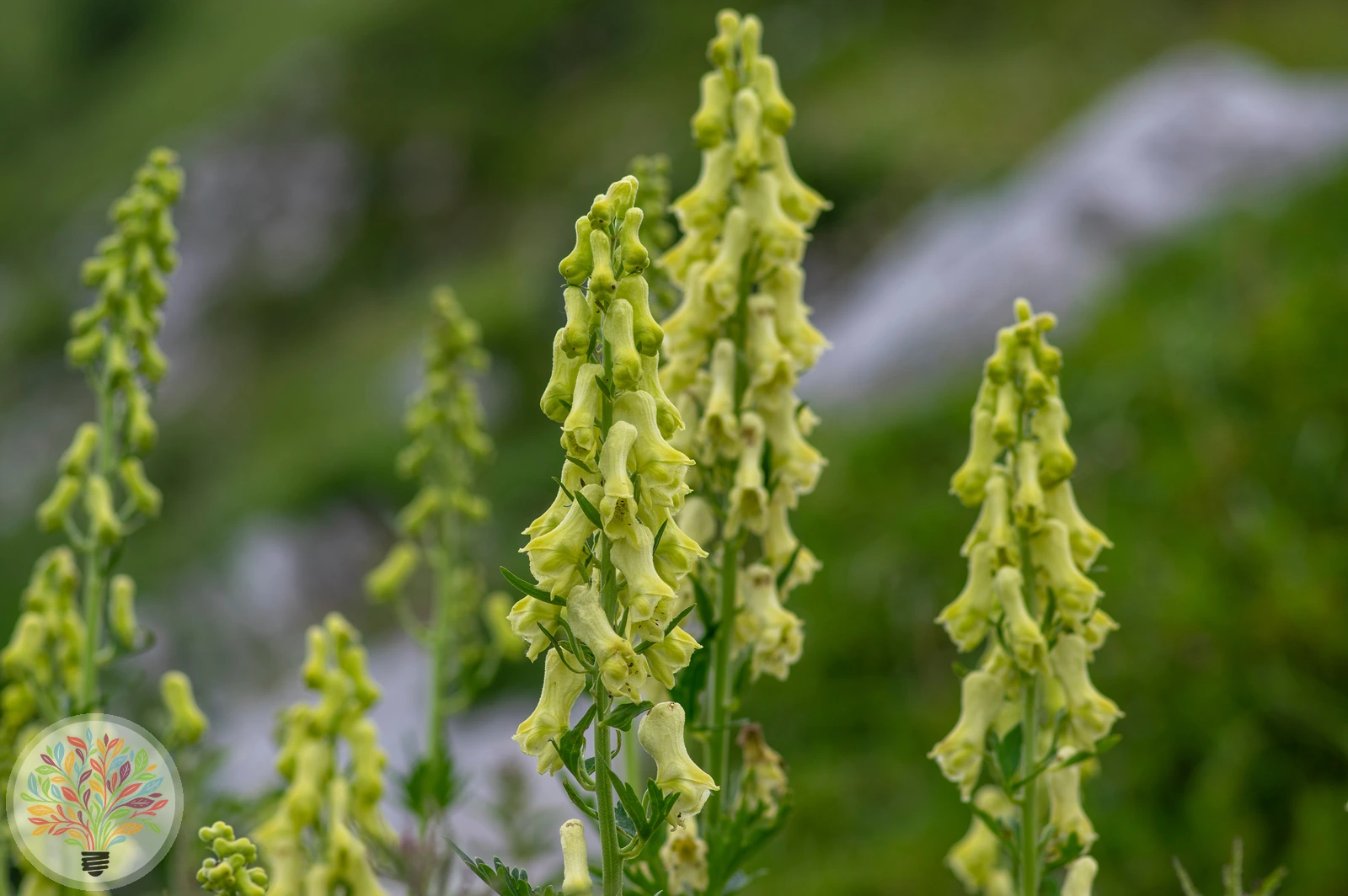 Gelber Eisenhut – Bild