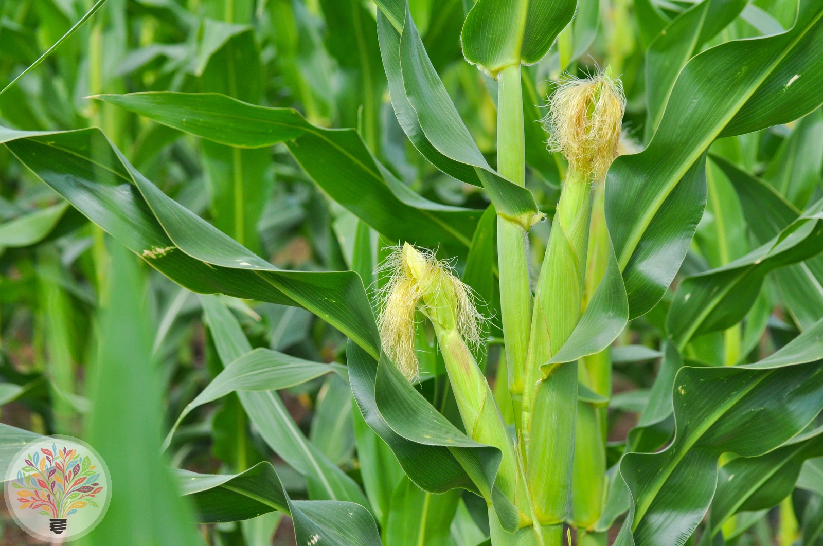 Zea mays – Afbeelding 2 van 6