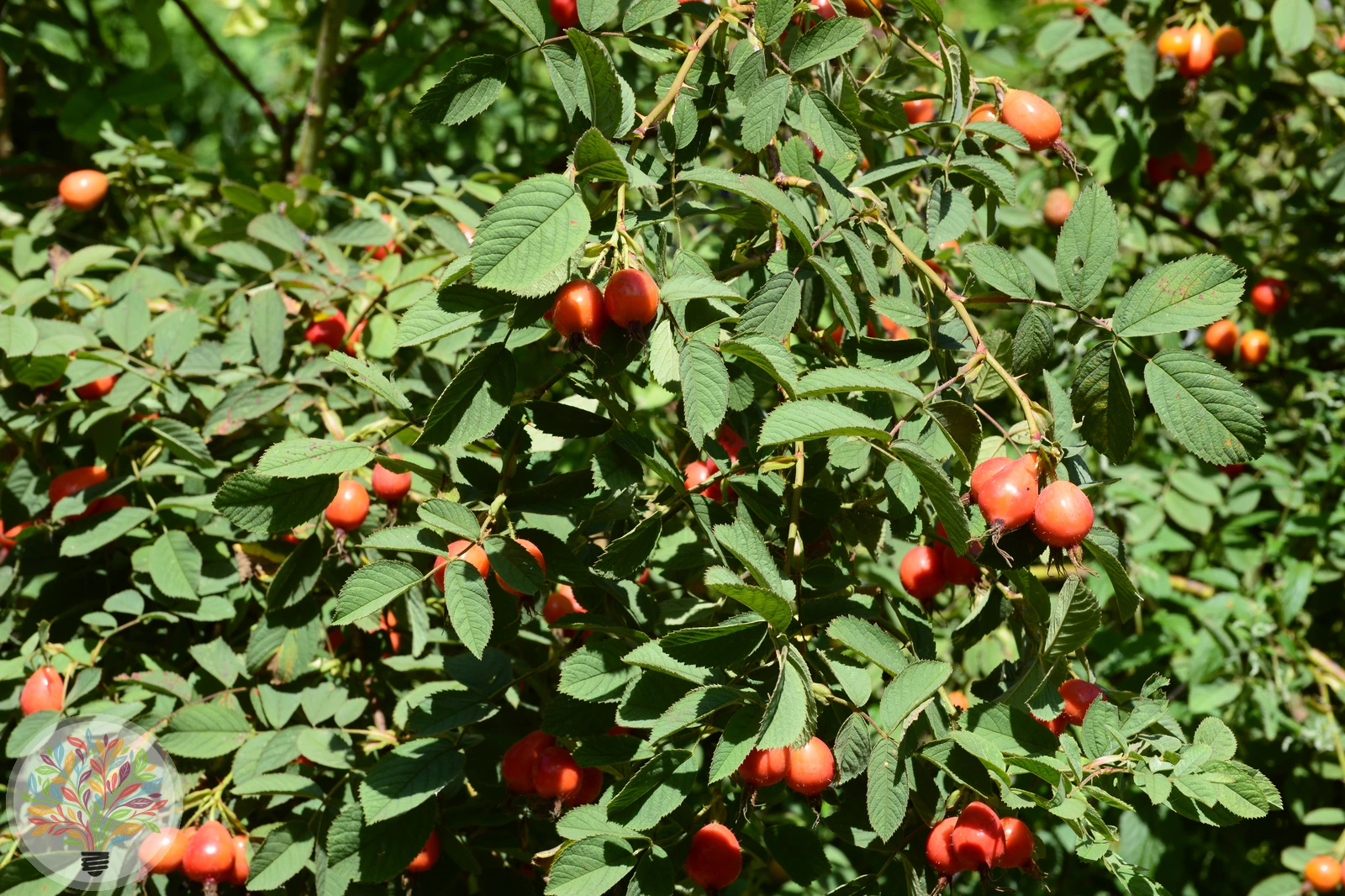 Apfel-Rose – Bild 4 von 4
