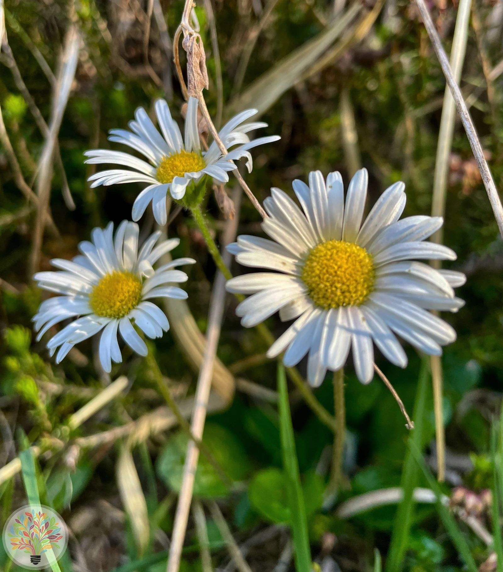 Alpenmaßlieb – Bild 1 von 2