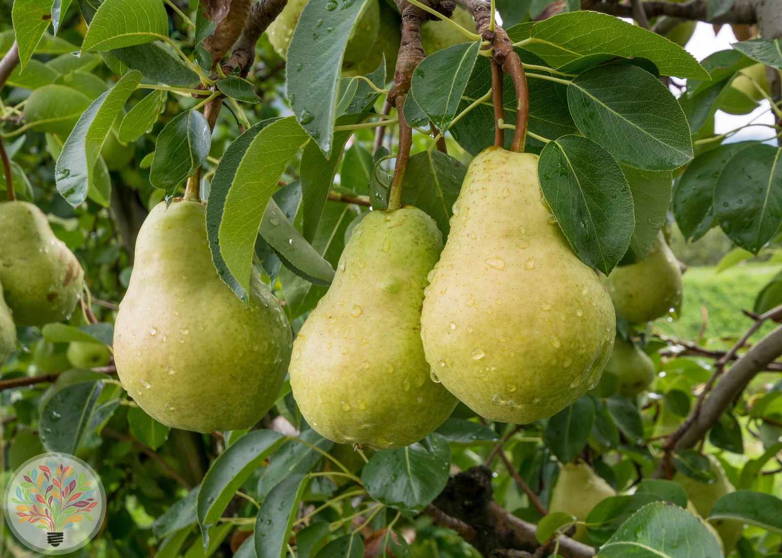 Pyrus communis – Afbeelding 8 van 18
