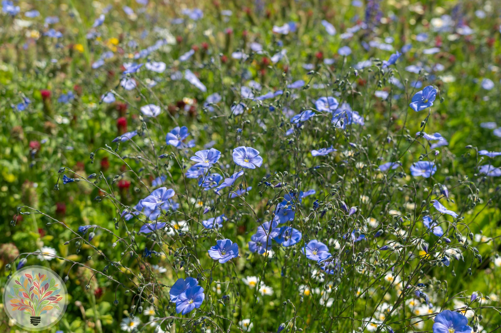 Linum perenne – Afbeelding 2 van 3