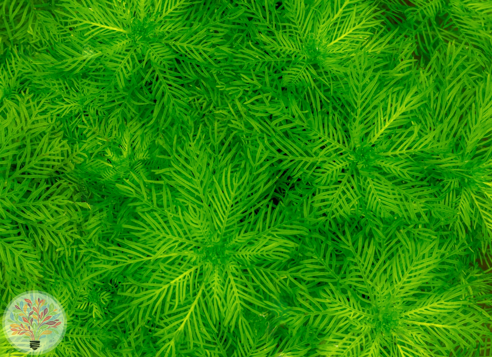 Wasserfeder – Bild 2 von 2