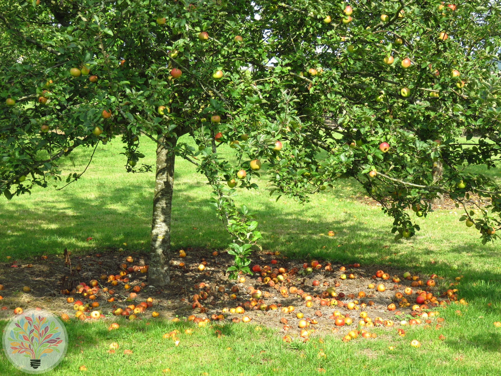 Malus domestica – Afbeelding 21 van 22