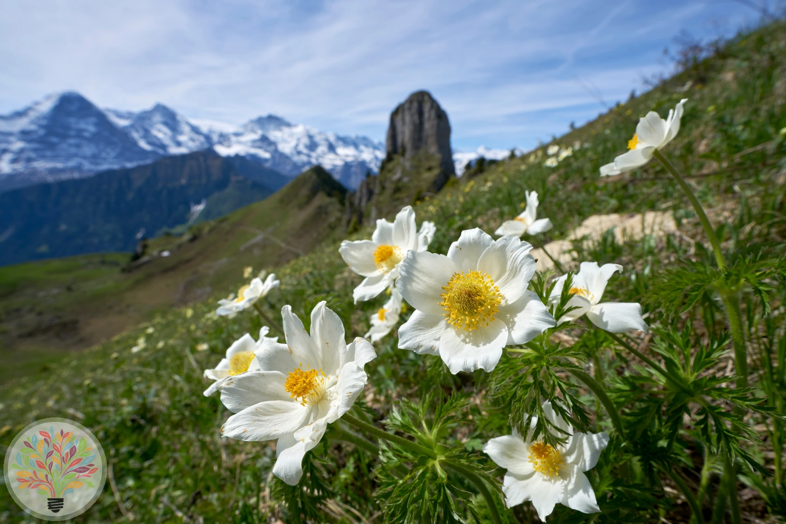 Alpen-Küchenschelle – Bild 3 von 3