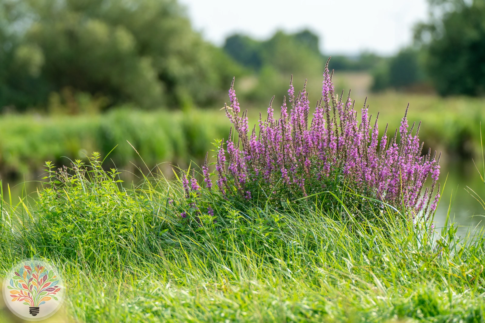 Gewöhnlicher Blutweiderich – Bild 3 von 4