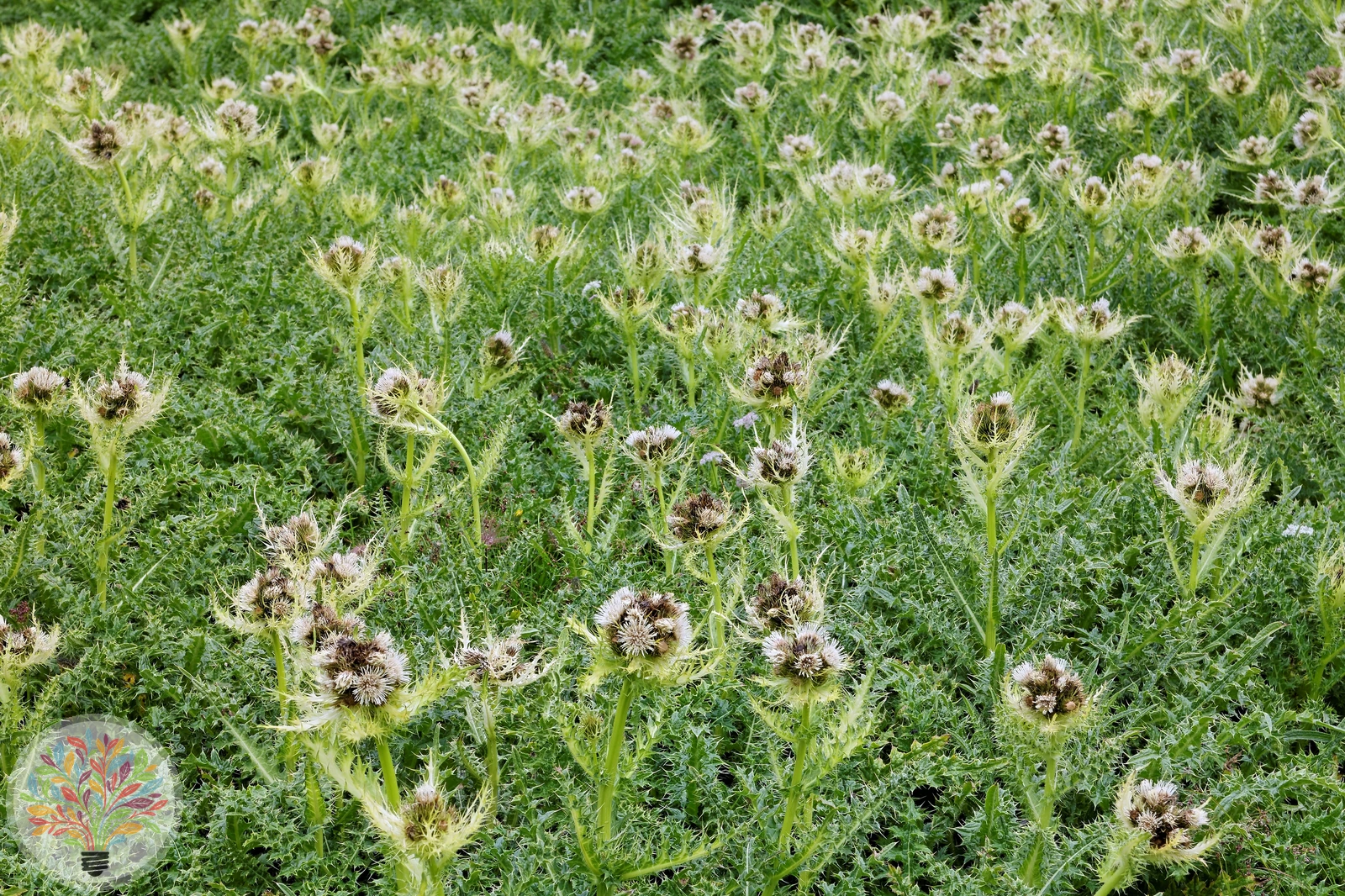 Alpen-Kratzdistel – Bild 4 von 4