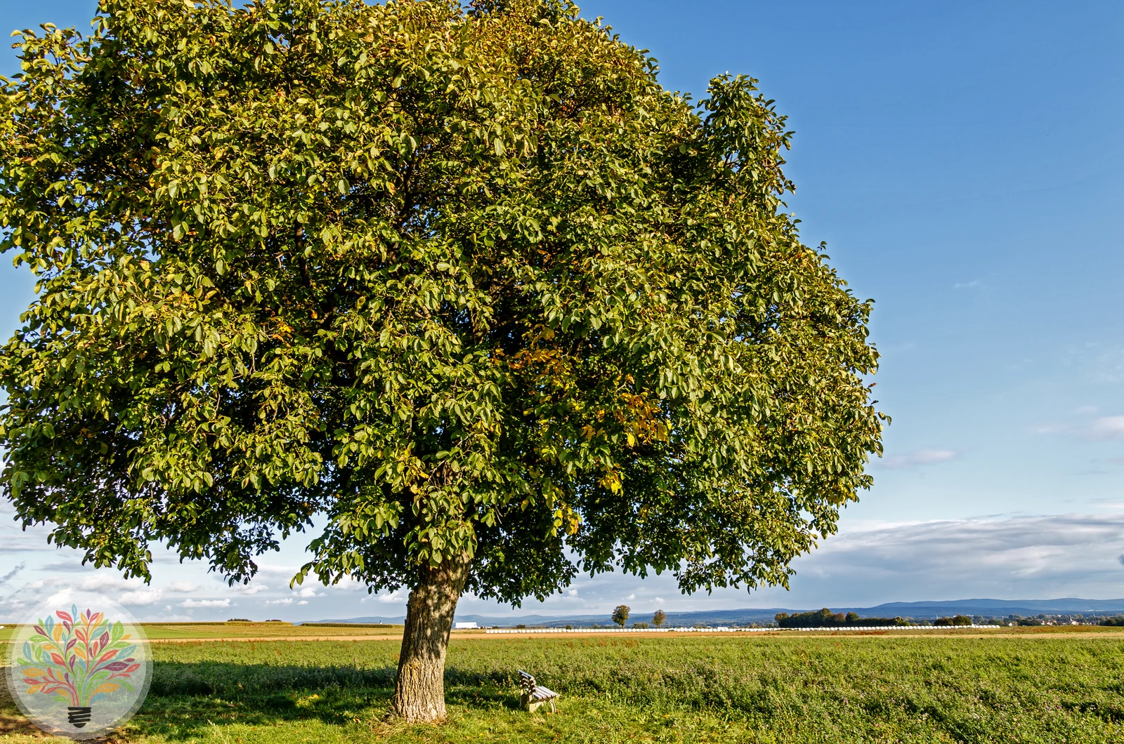 Juglans regia – Afbeelding 5 van 8