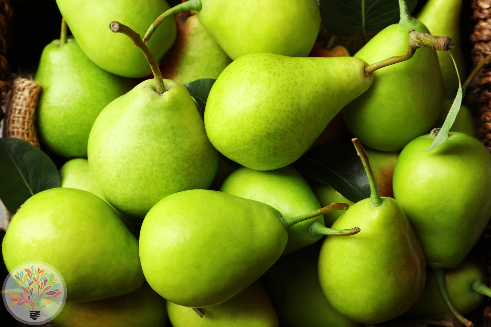 Pyrus communis – Afbeelding 4 van 18