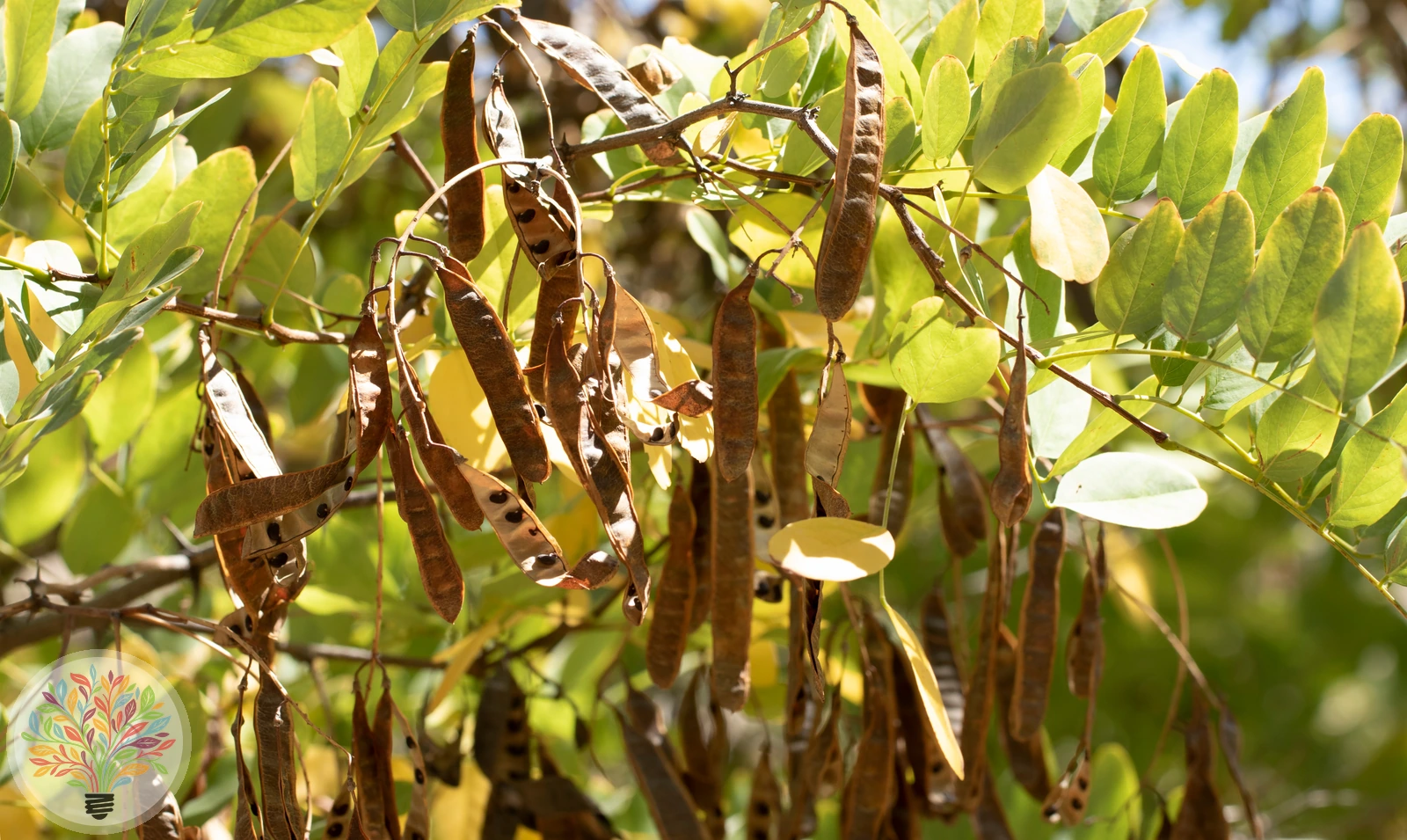 Robinia pseudoacacia – Afbeelding 4 van 9