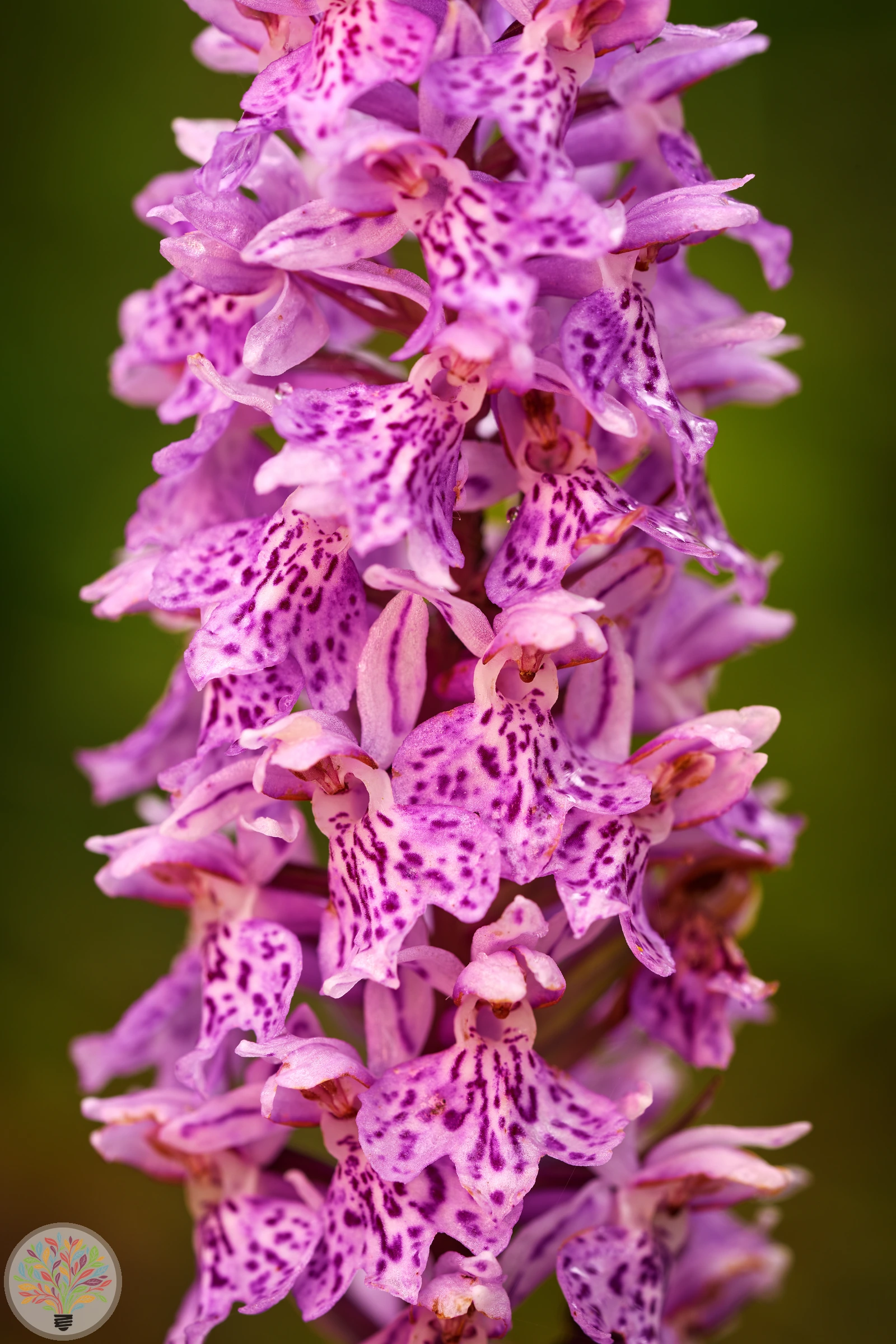 Fleischrotes Knabenkraut – Bild 2 von 2