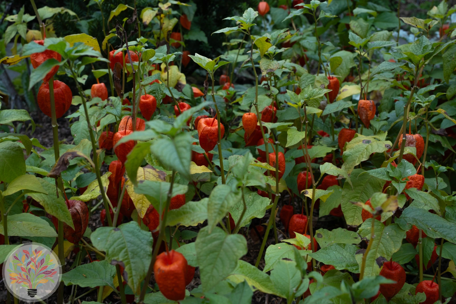 Alkekengi officinarum var. franchetii – Afbeelding 4 van 4