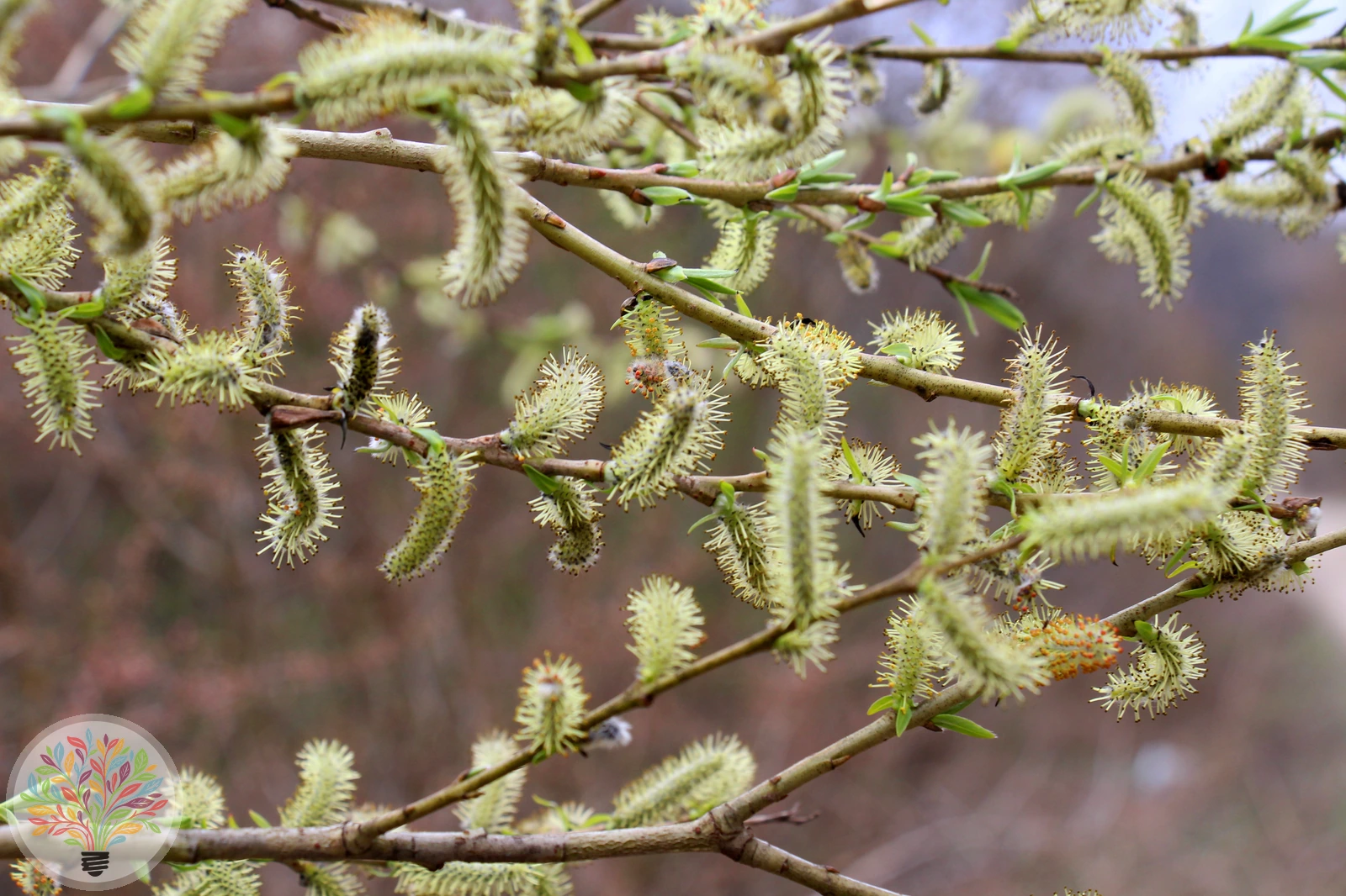 Purpur-Weide – Bild 2 von 2