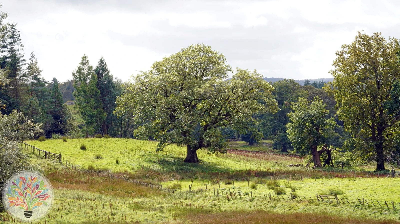 Stiel-Eiche – Bild 3 von 4