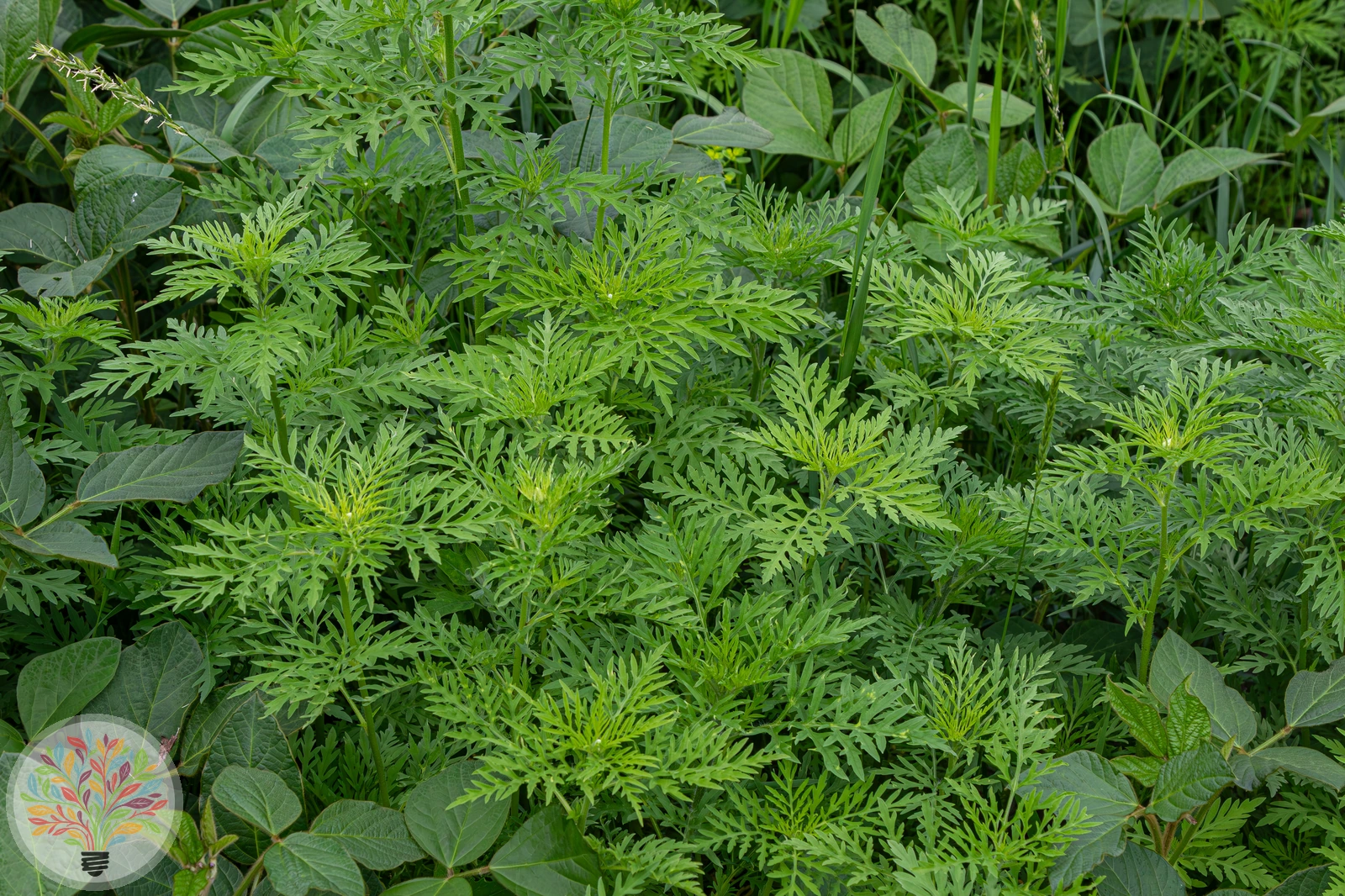 Ambrosia artemisiifolia – Afbeelding 4 van 4