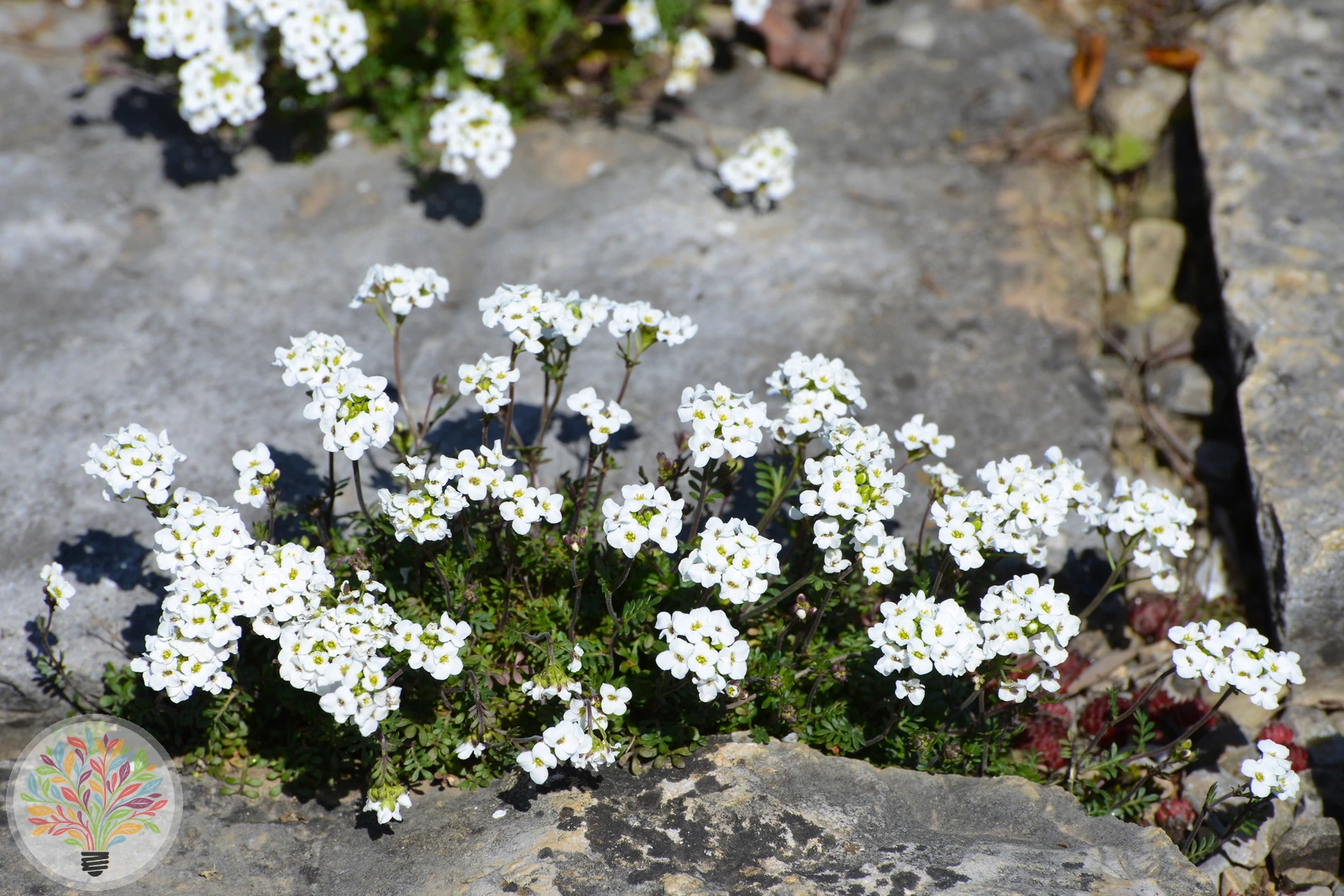 Hornungia alpina – Image 2 sur 2