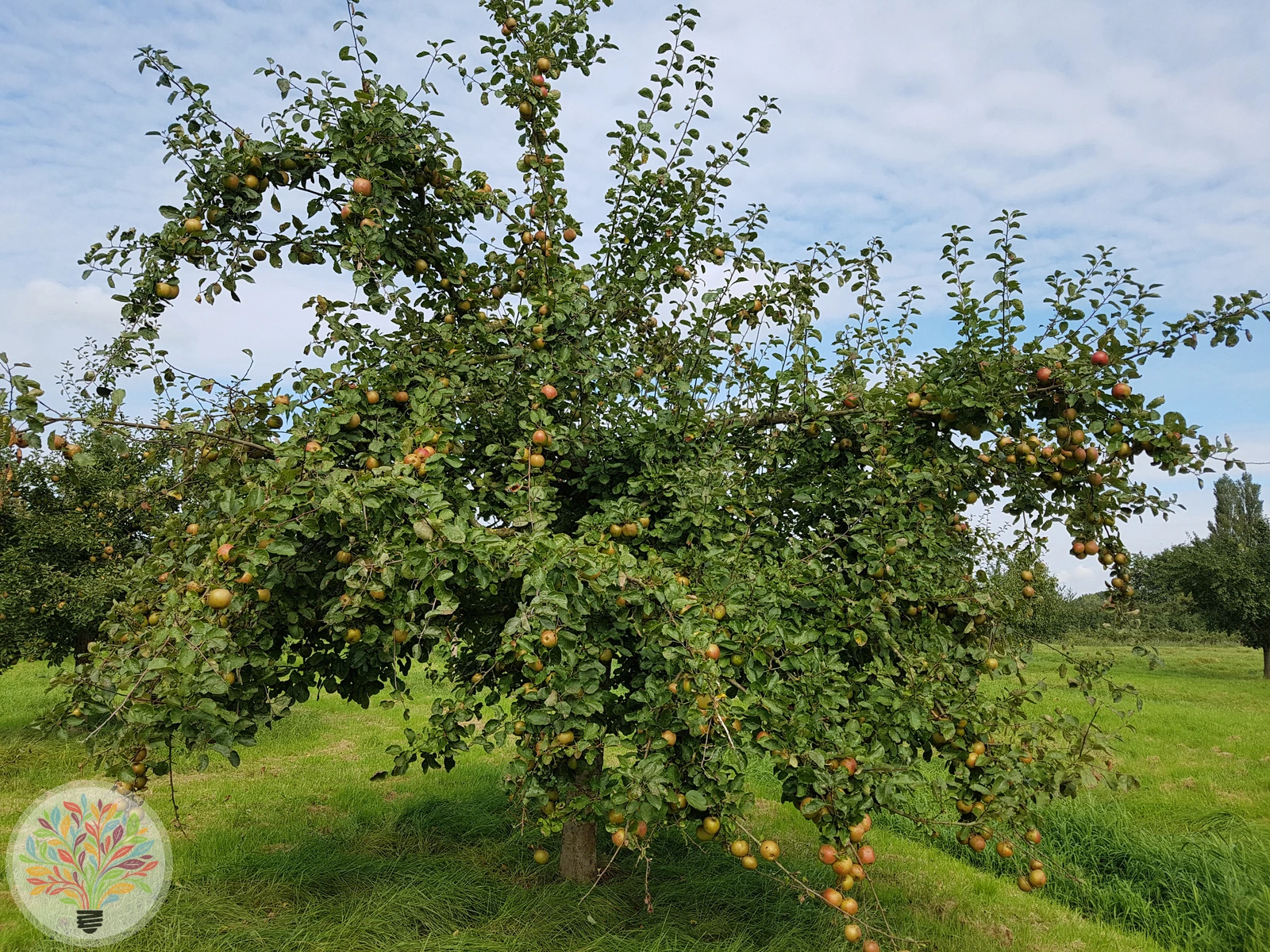 Malus domestica – Afbeelding 8 van 22