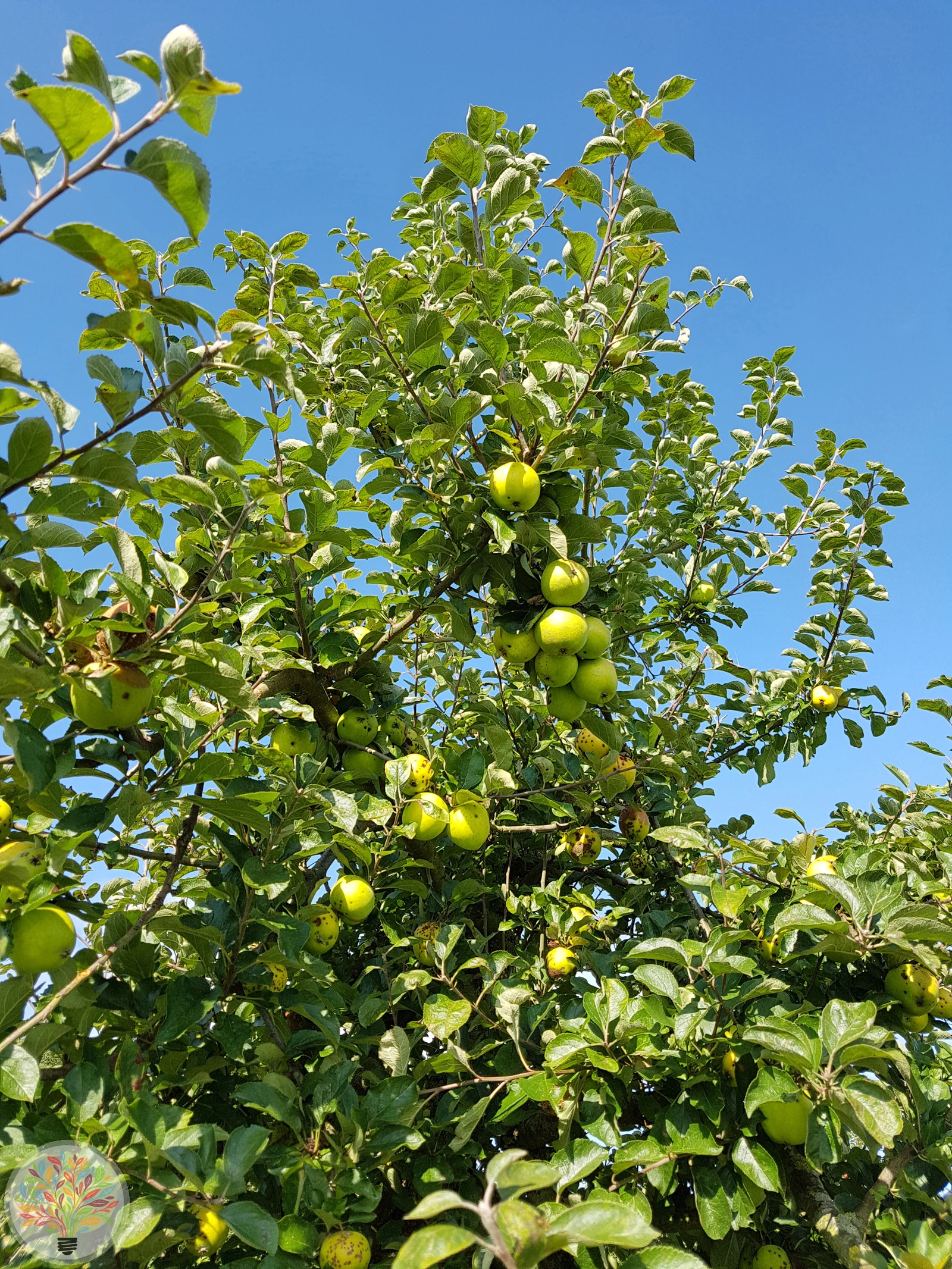Malus domestica – Afbeelding 16 van 22