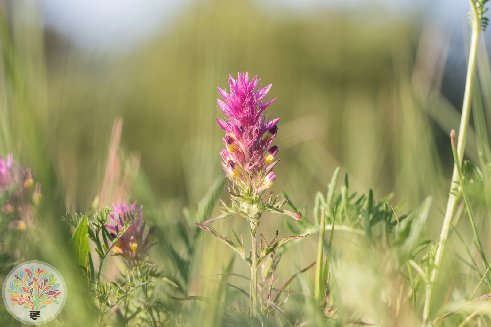 Acker-Wachtelweizen – Bild