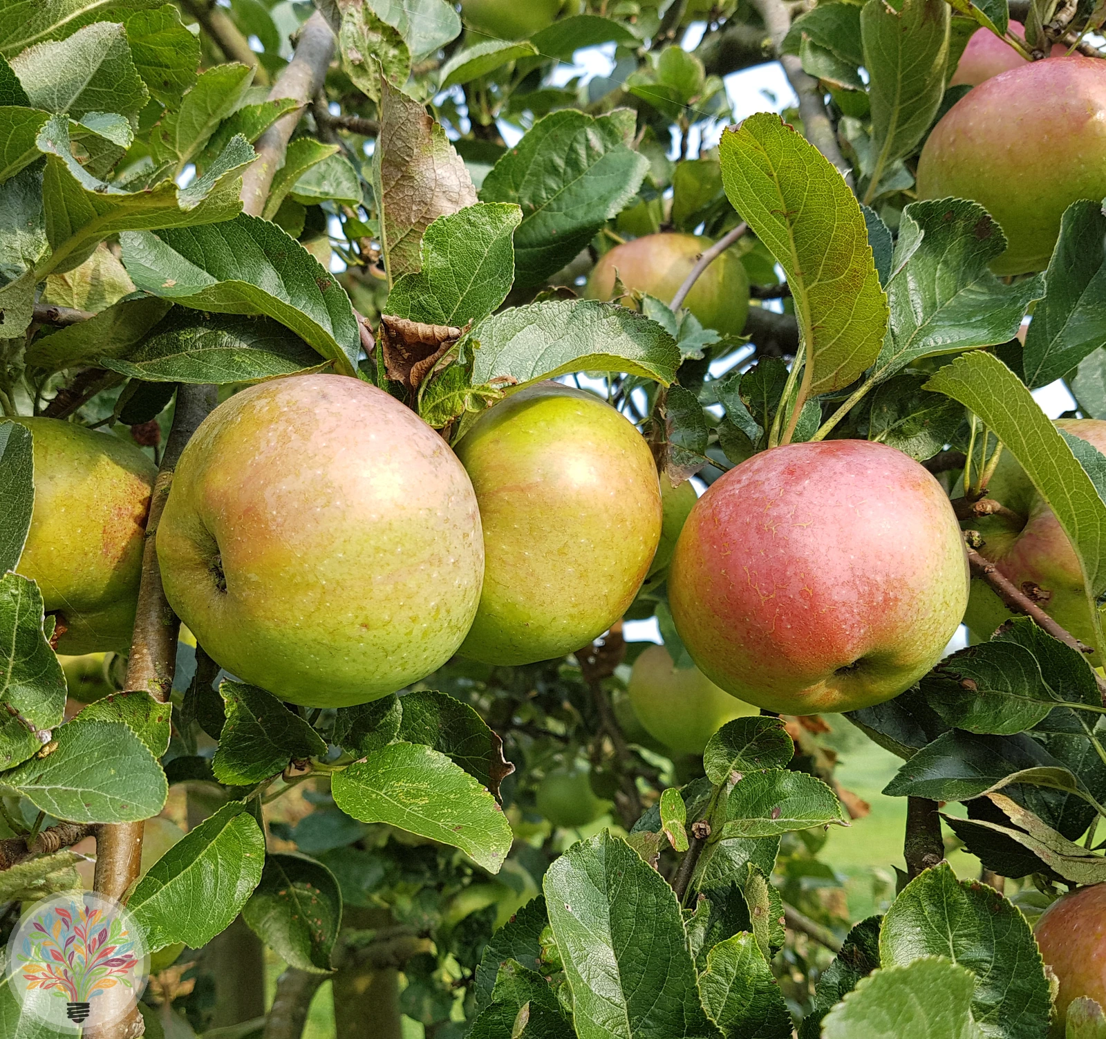 Malus domestica – Afbeelding 22 van 22