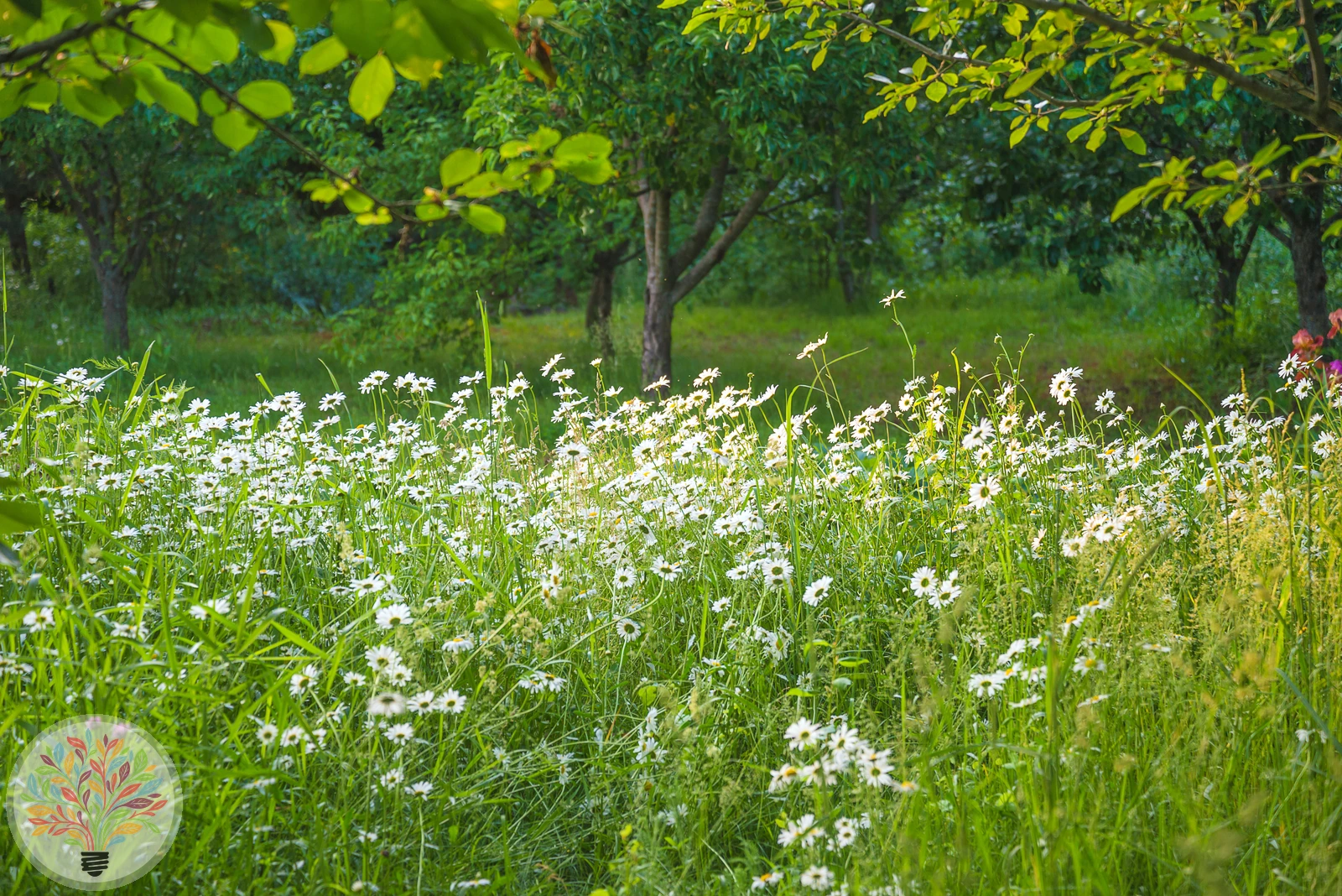 Wiesen-Margerite – Bild 3 von 3