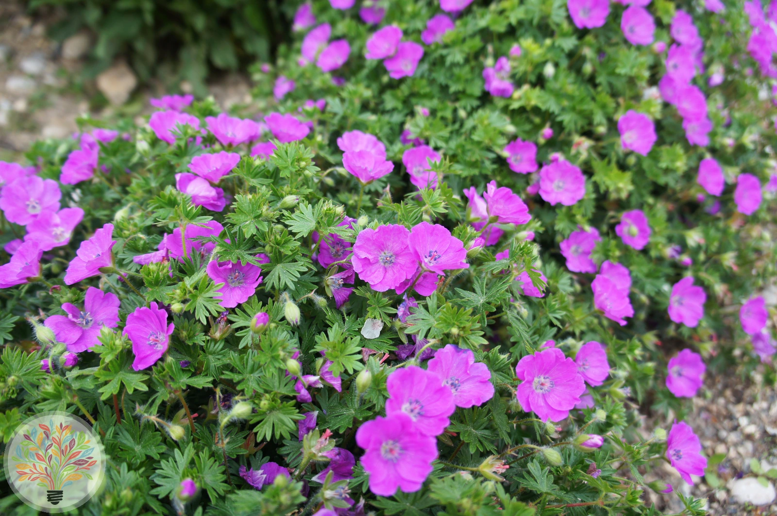 Blut-Storchschnabel – Bild