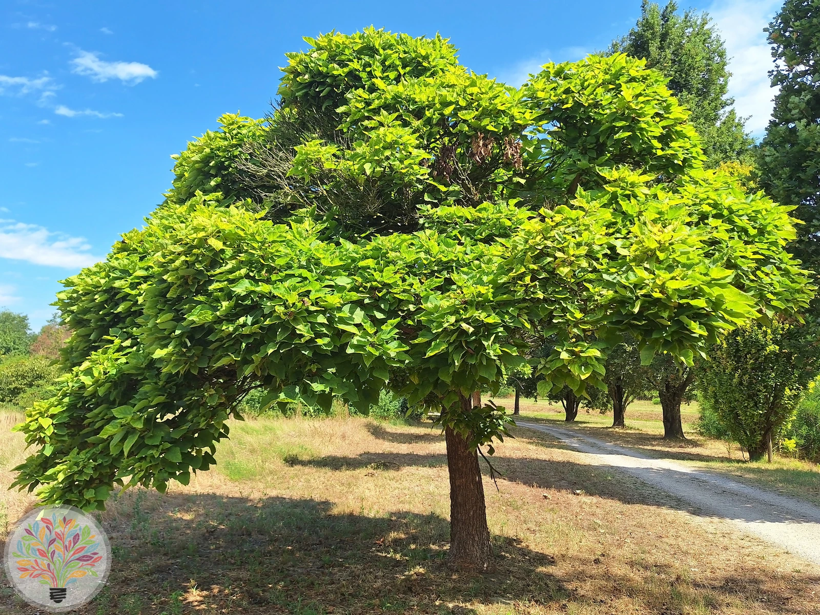 Morus alba – Afbeelding 2 van 3