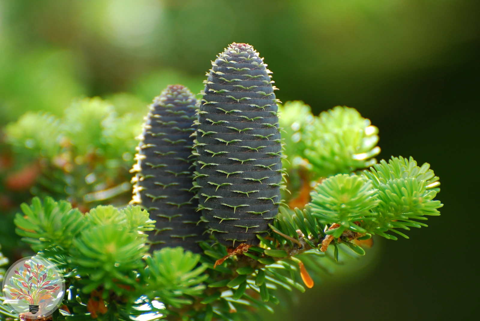 Abies alba – Afbeelding 1 van 4