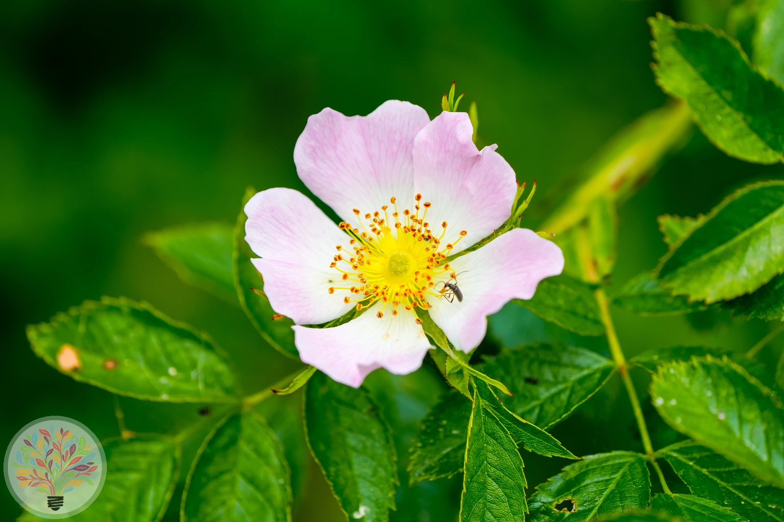 Kleinblütige Rose – Bild 1