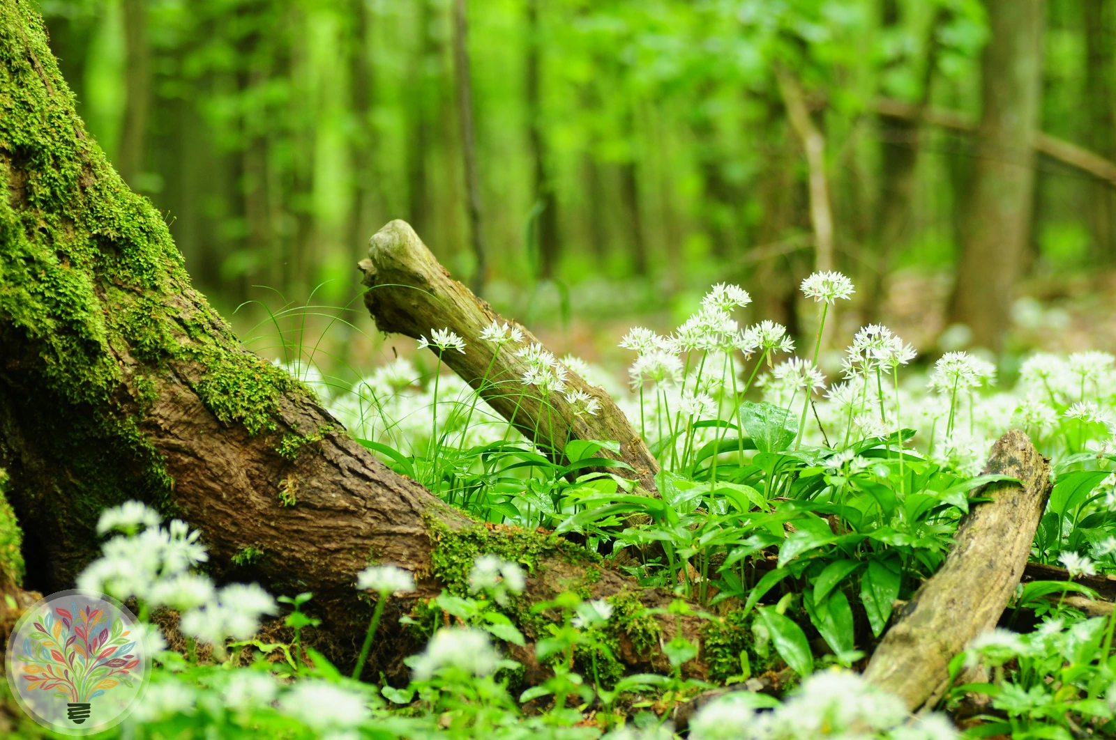 Bär-Lauch – Bild 2 von 3