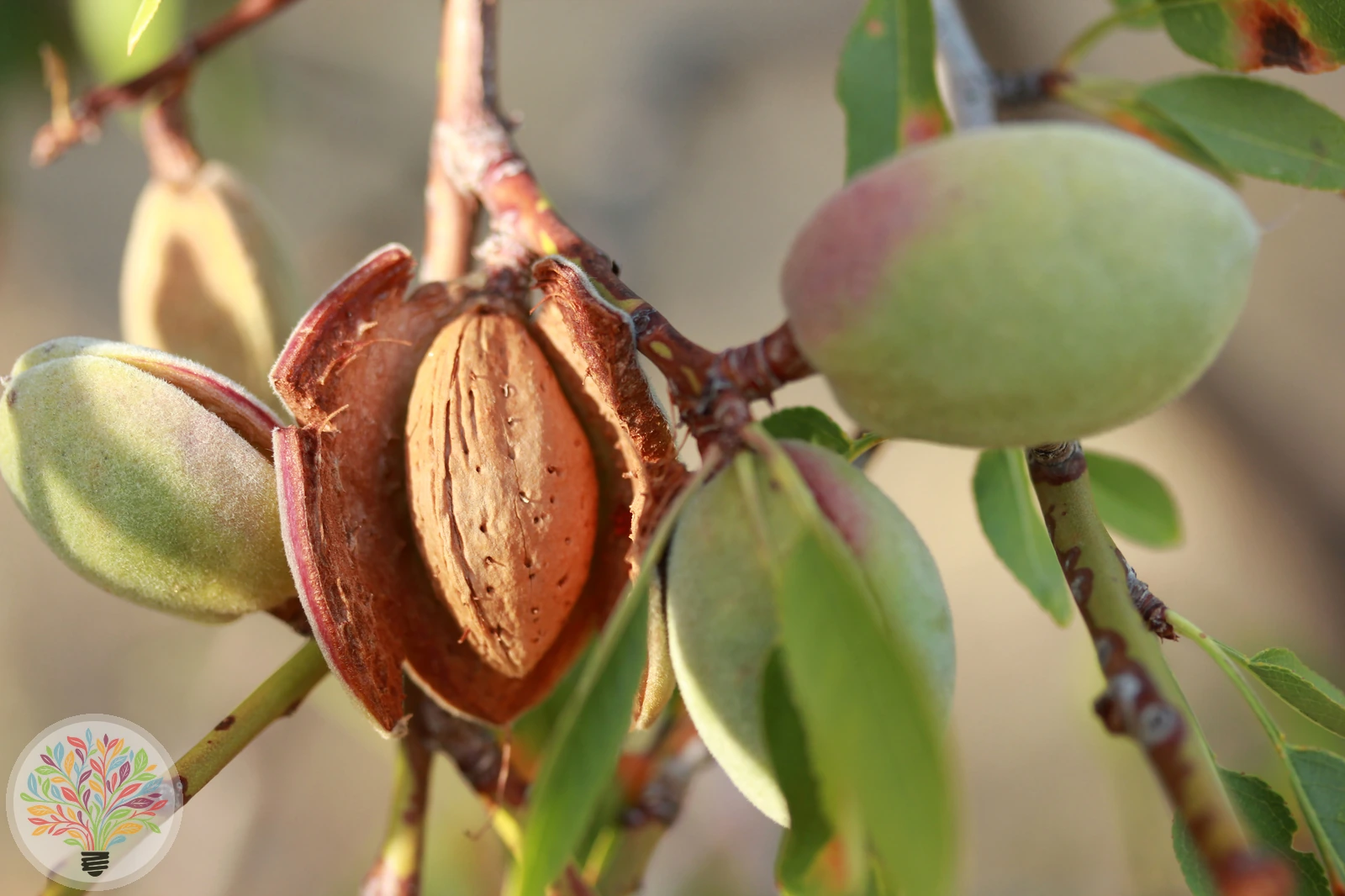 Prunus amygdalus – Bild 5 von 6