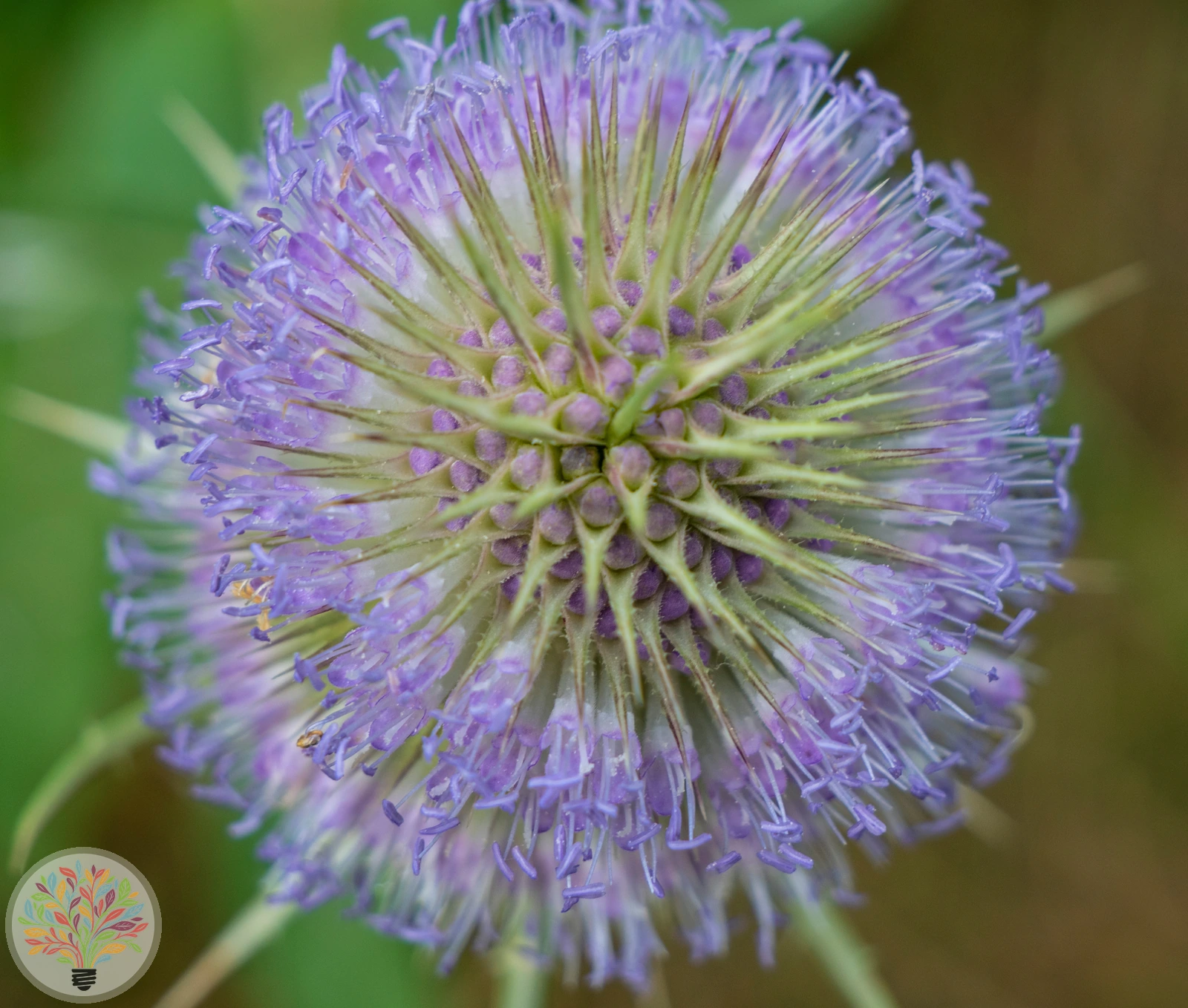 Dipsacus sativus – Afbeelding 2 van 4