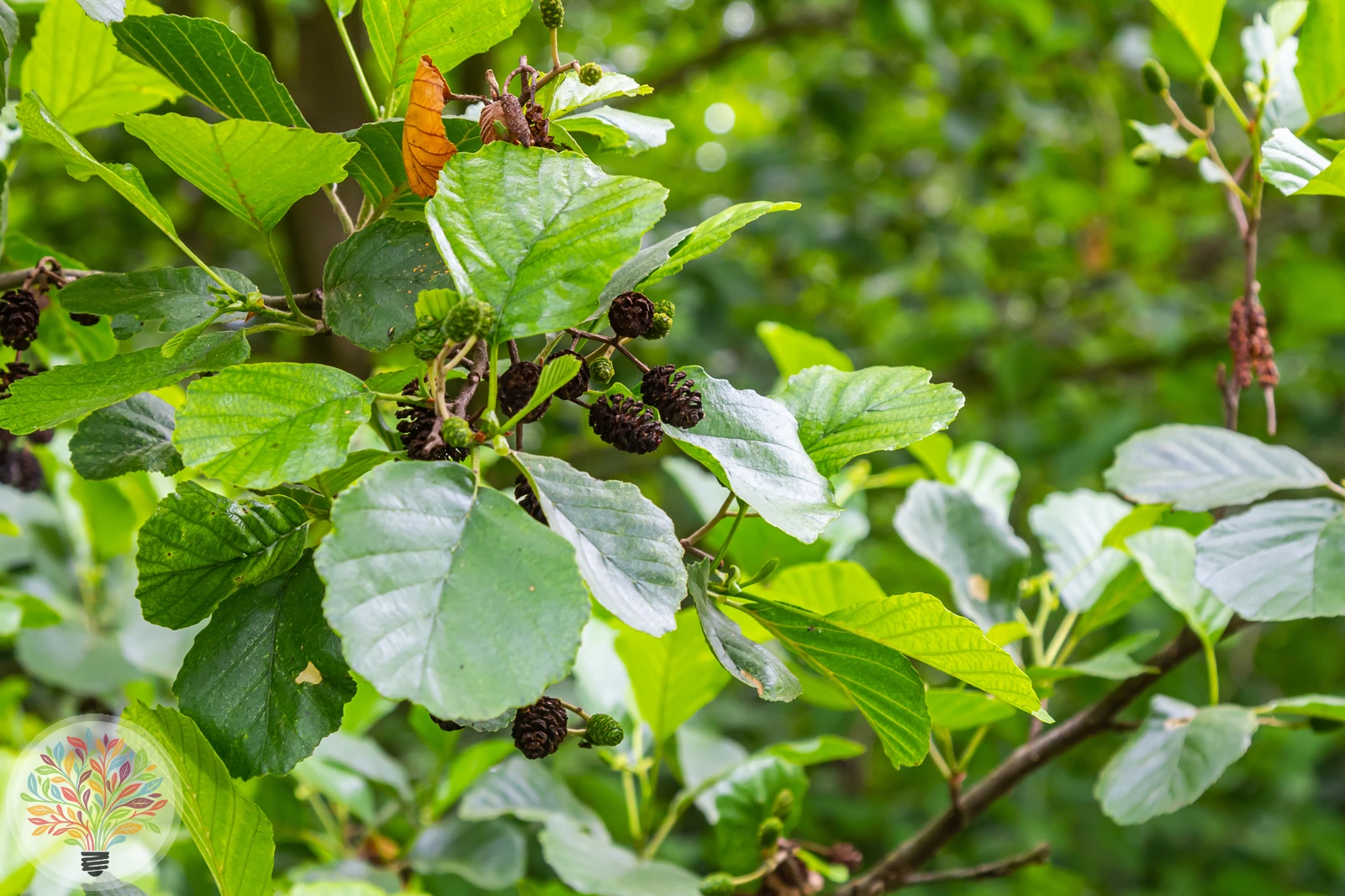 Schwarz-Erle – Bild 3 von 3