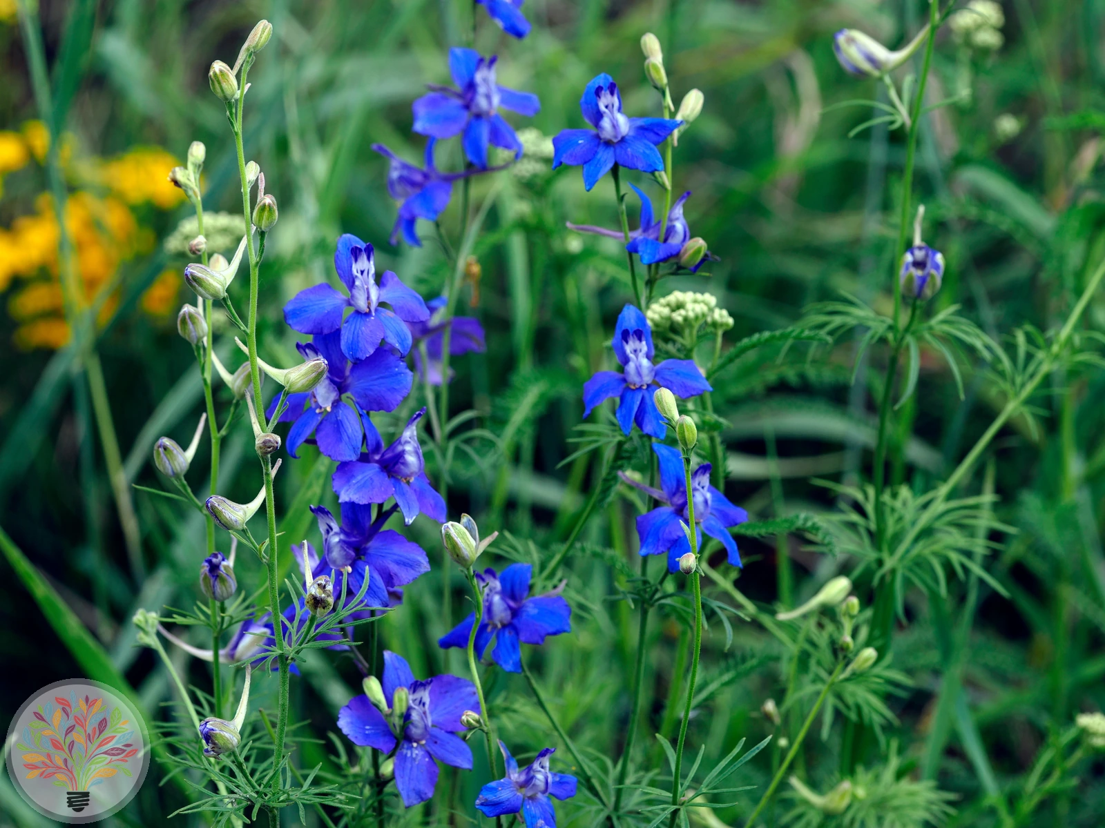 Feld-Rittersporn – Bild 2 von 2