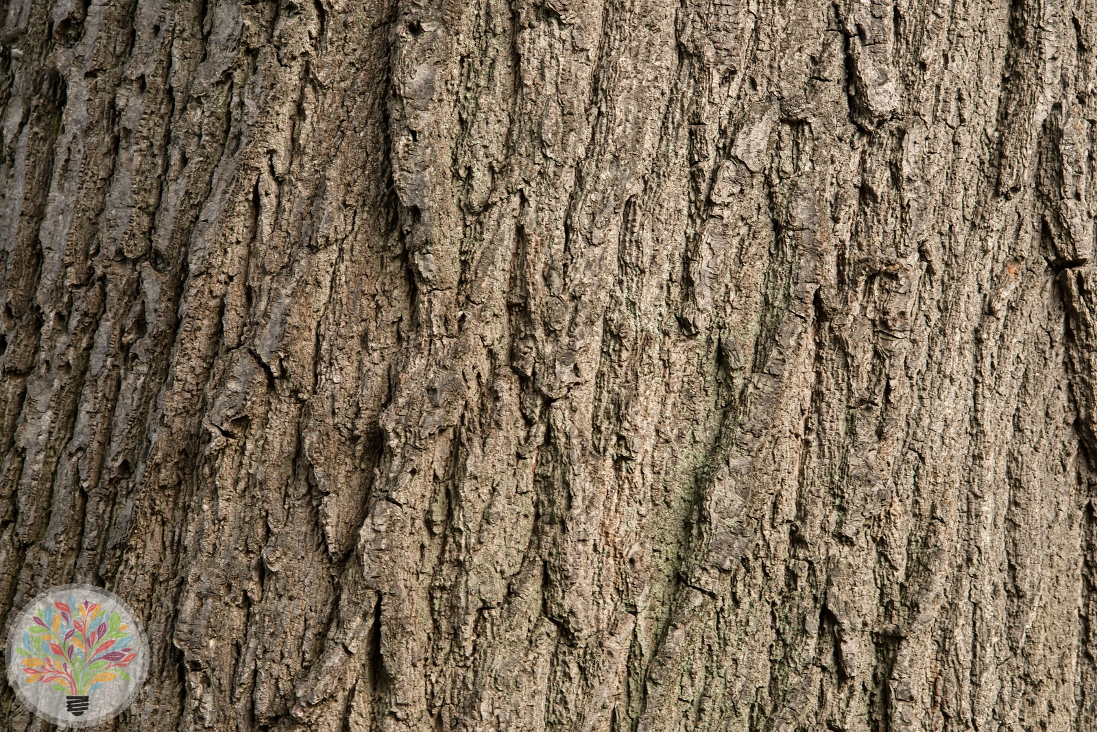 Quercus rubra – Afbeelding 6 van 8