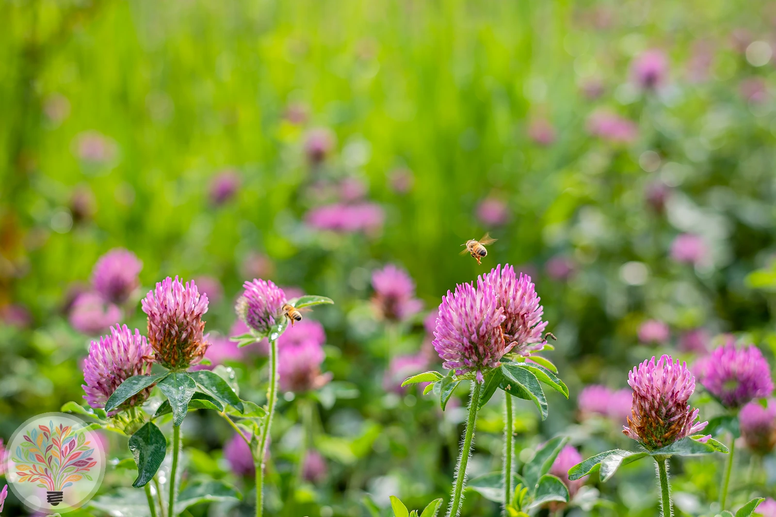 Rot-Klee – Bild 2 von 2