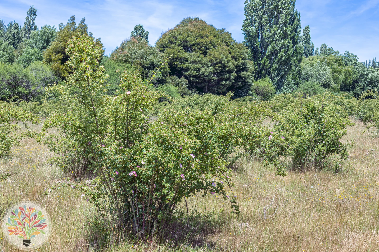 Wein-Rose – Bild 3 von 3