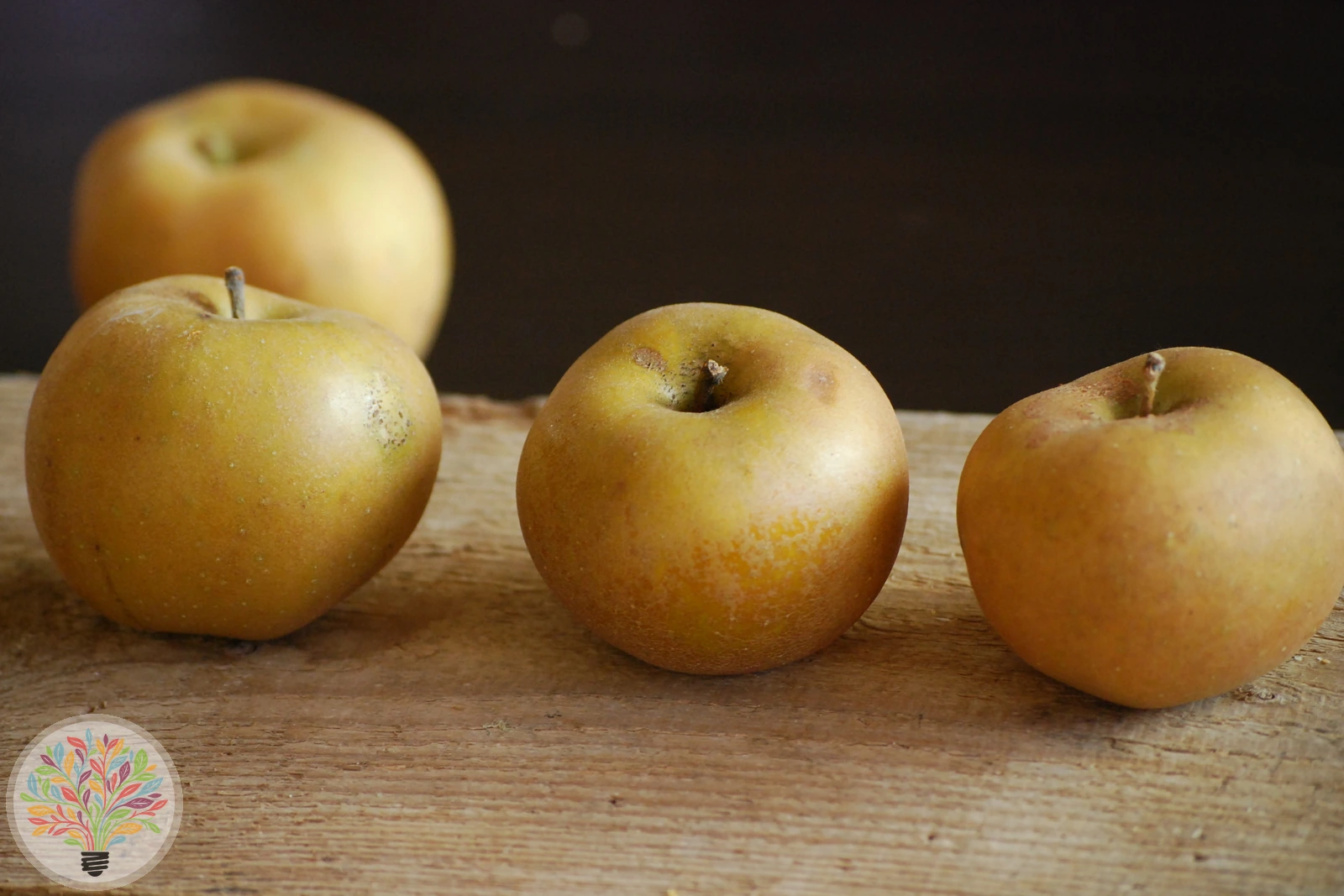 Malus domestica – Afbeelding 12 van 22