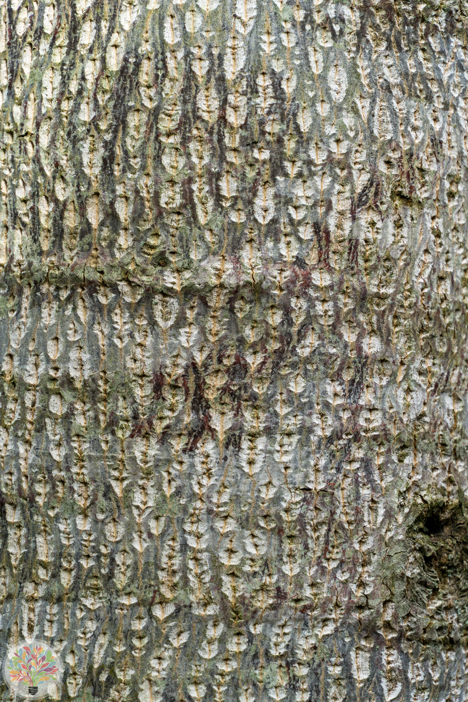 Liriodendron tulipifera – Afbeelding 4 van 4