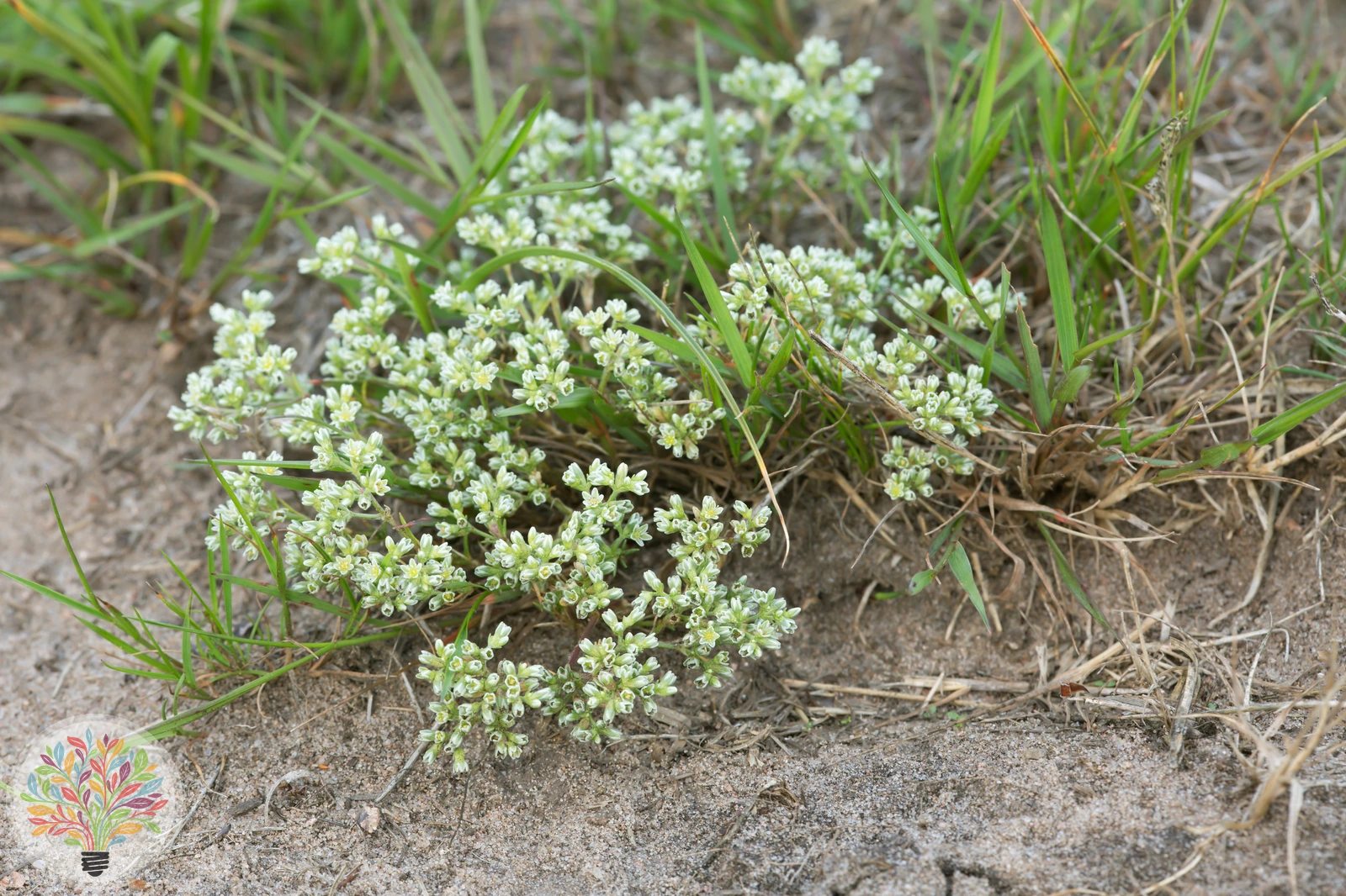 Scleranthus perennis – Afbeelding 1 van 2