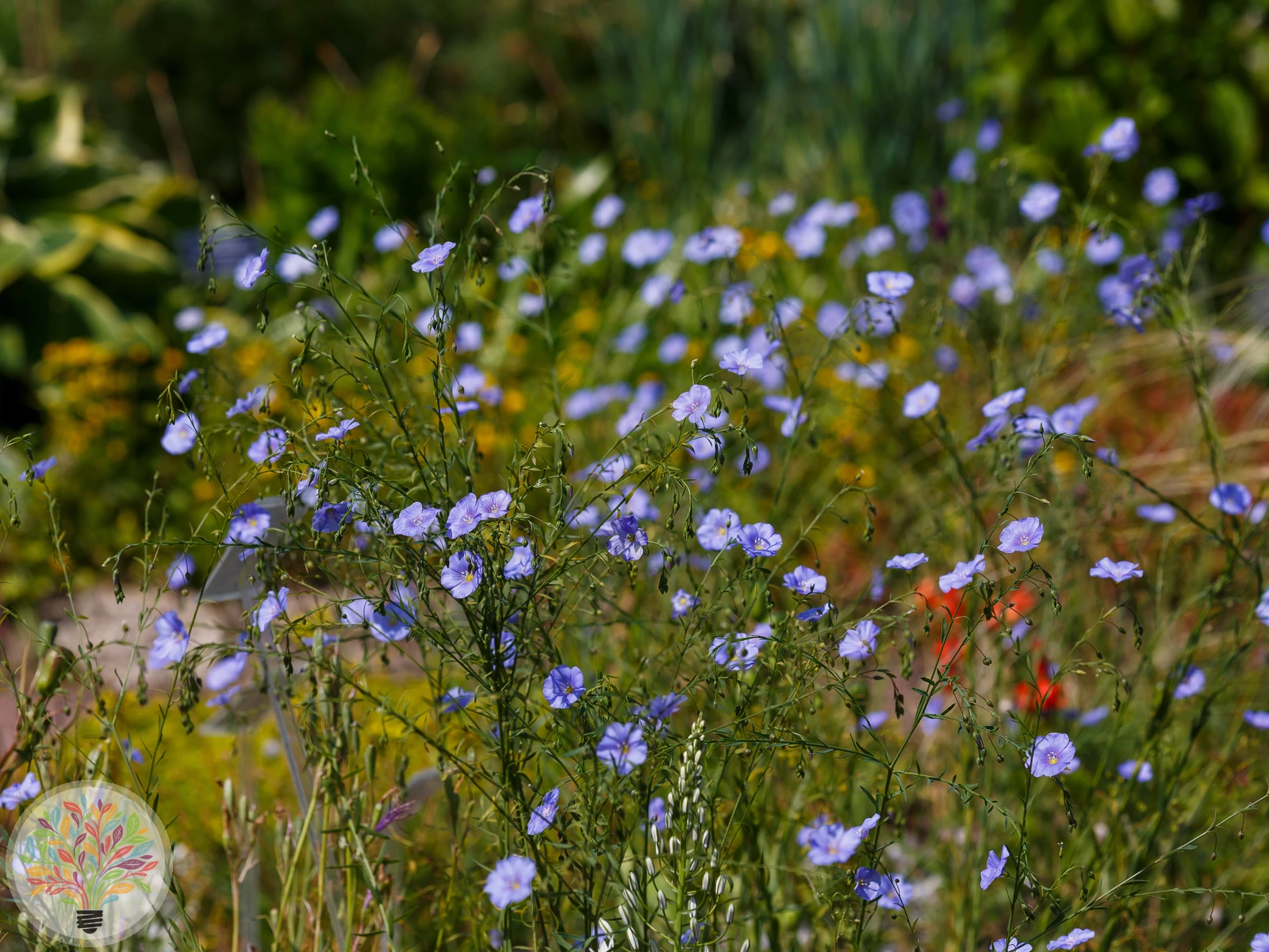 Linum perenne – Afbeelding 3 van 3