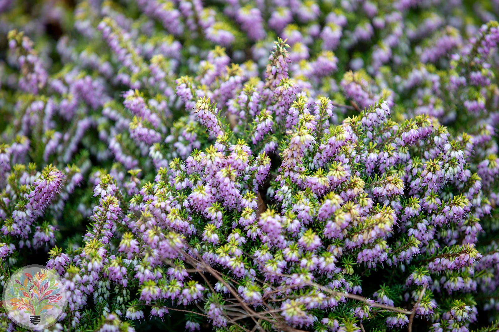 Schnee-Heide – Bild
