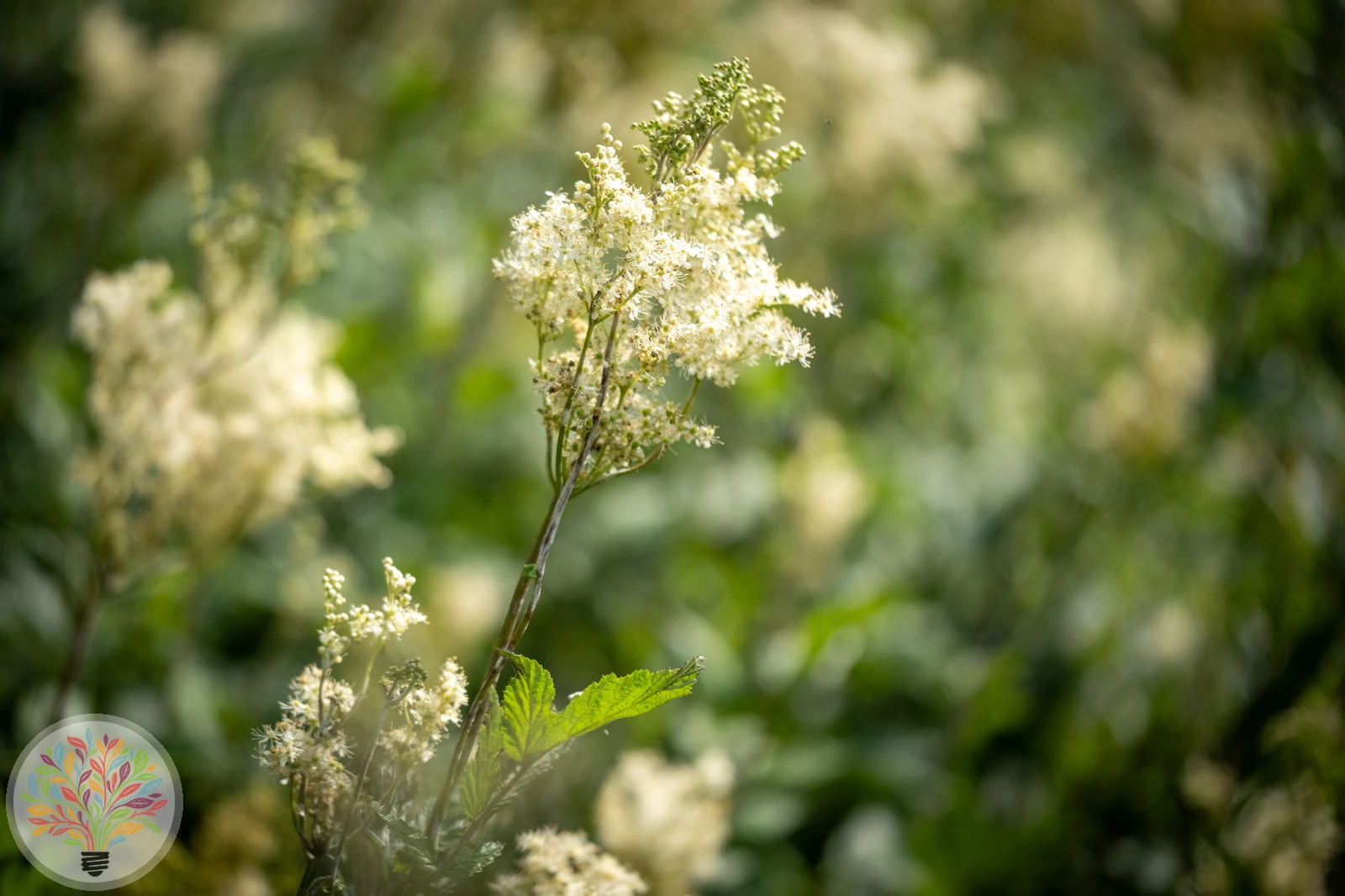 Echtes Mädesüß – Bild 2 von 3