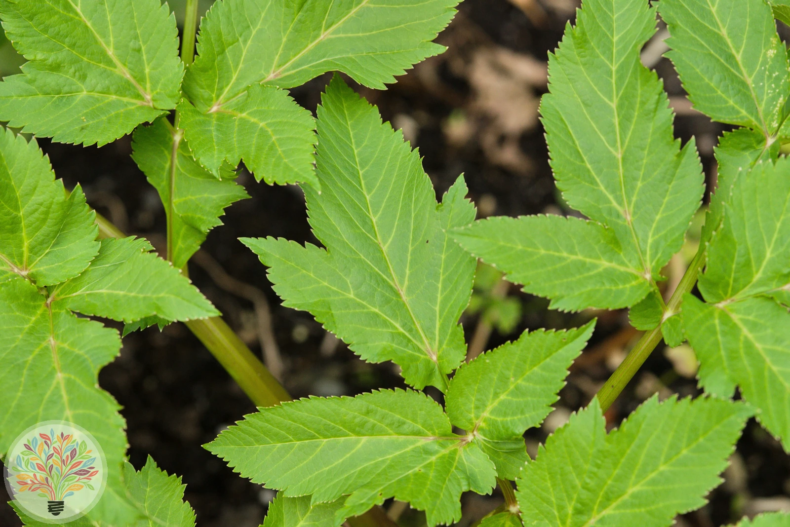 Angelica archangelica – image 4 of 4