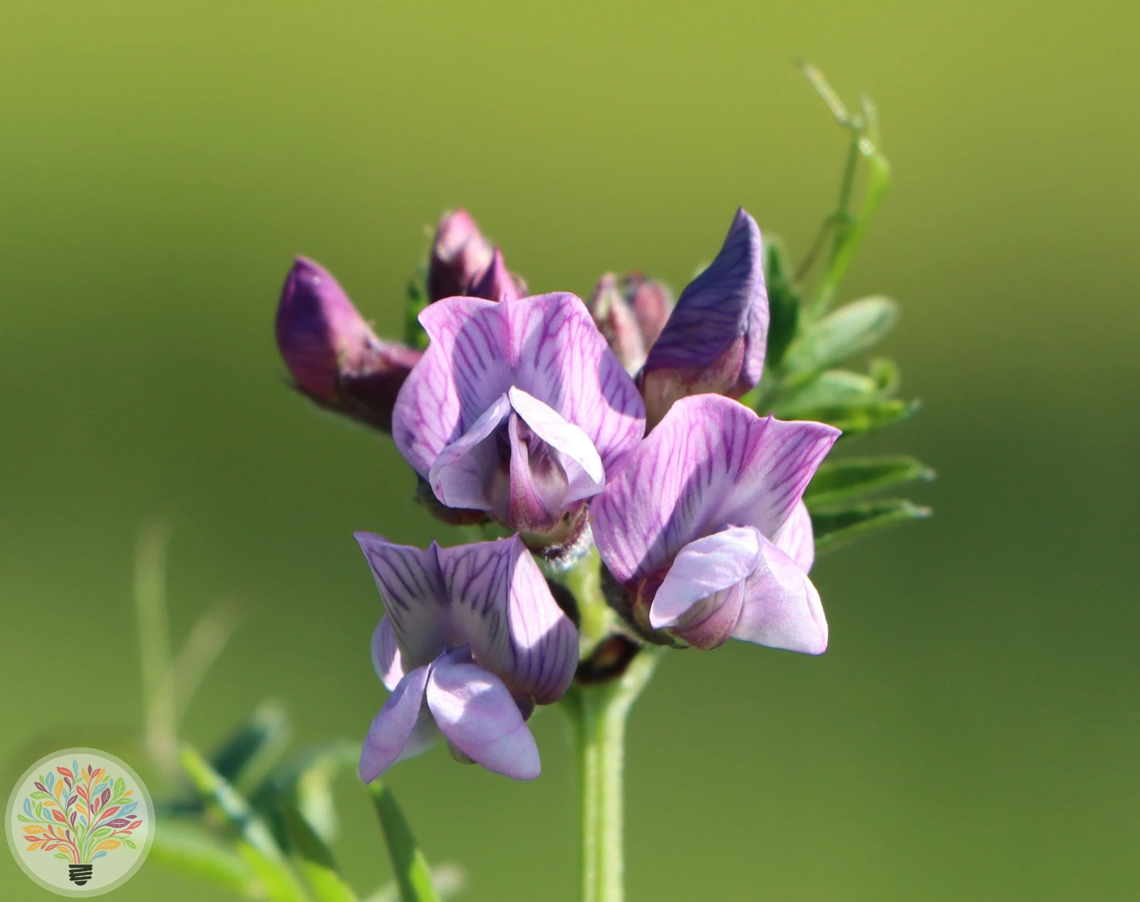 Zaun-Wicke – Bild 3 von 3