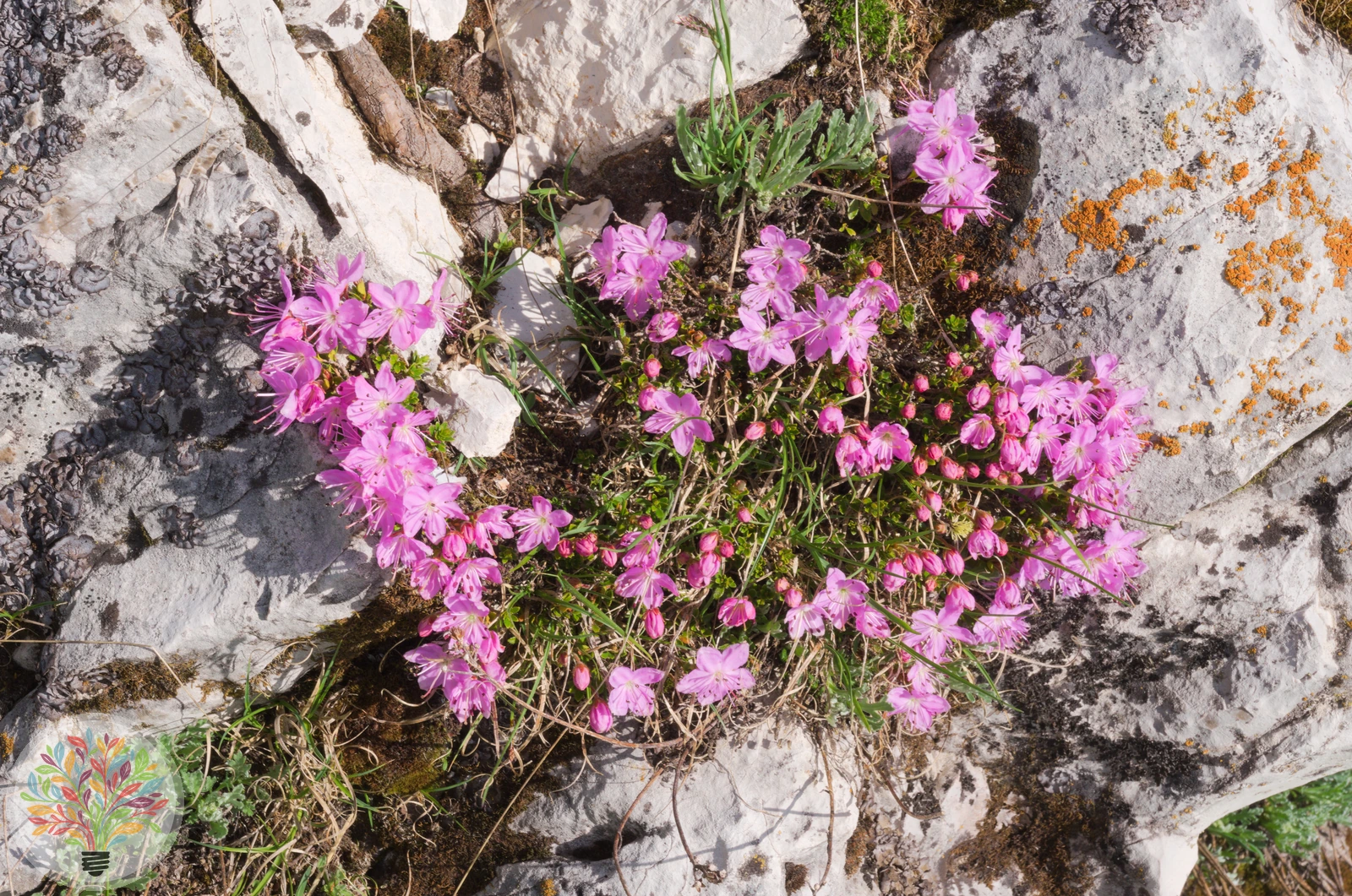 Rotes Seifenkraut – Bild 2 von 2