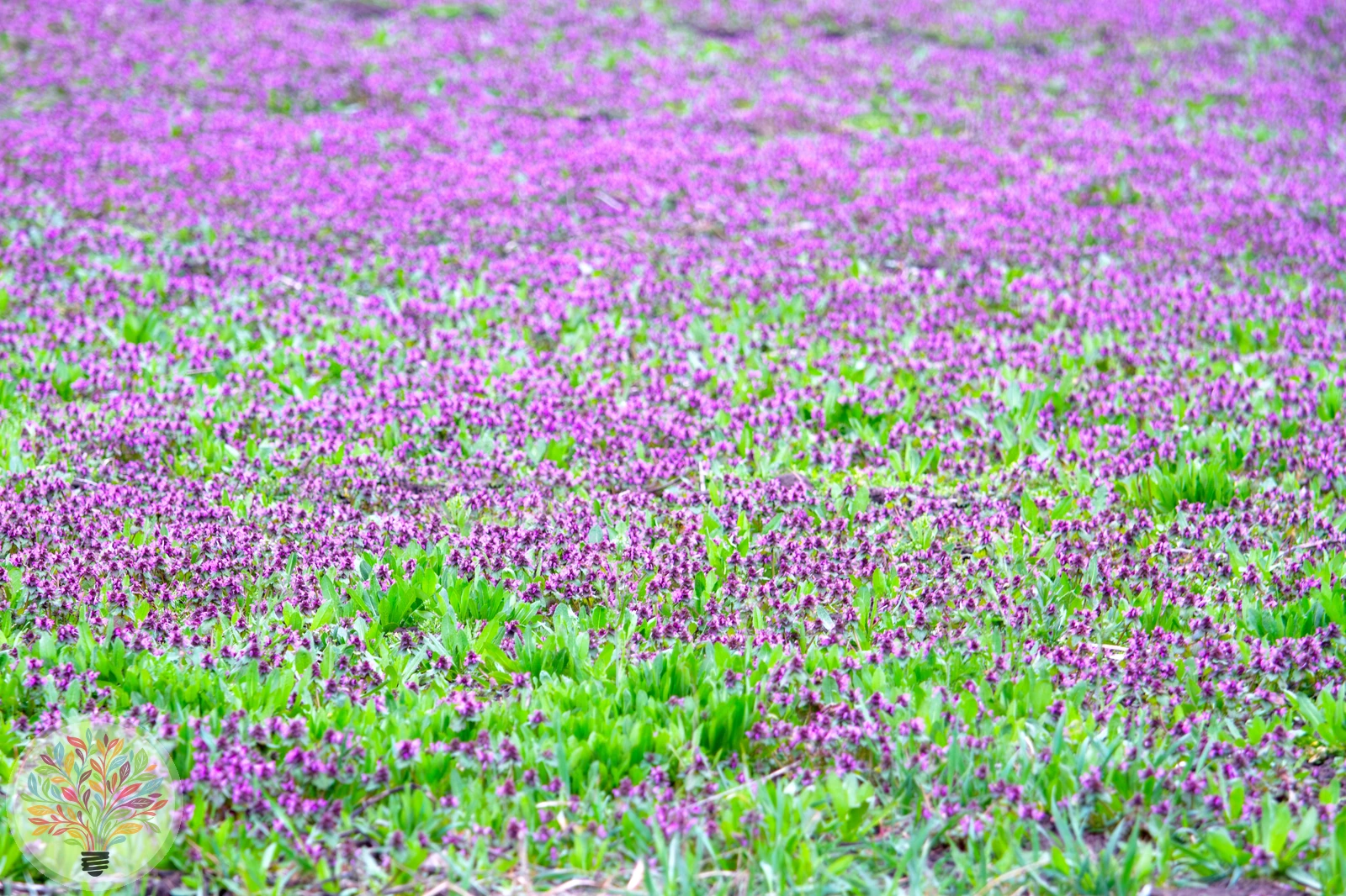 Purpurrote Taubnessel – Bild 2 von 2