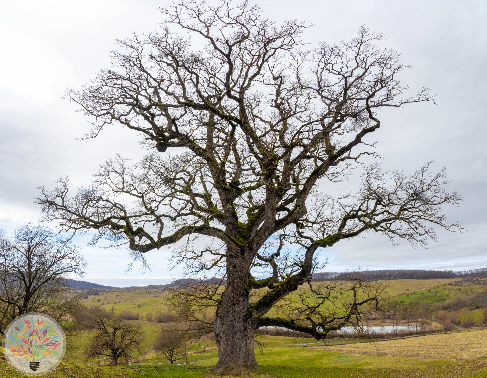 Stiel-Eiche – Bild 4 von 4