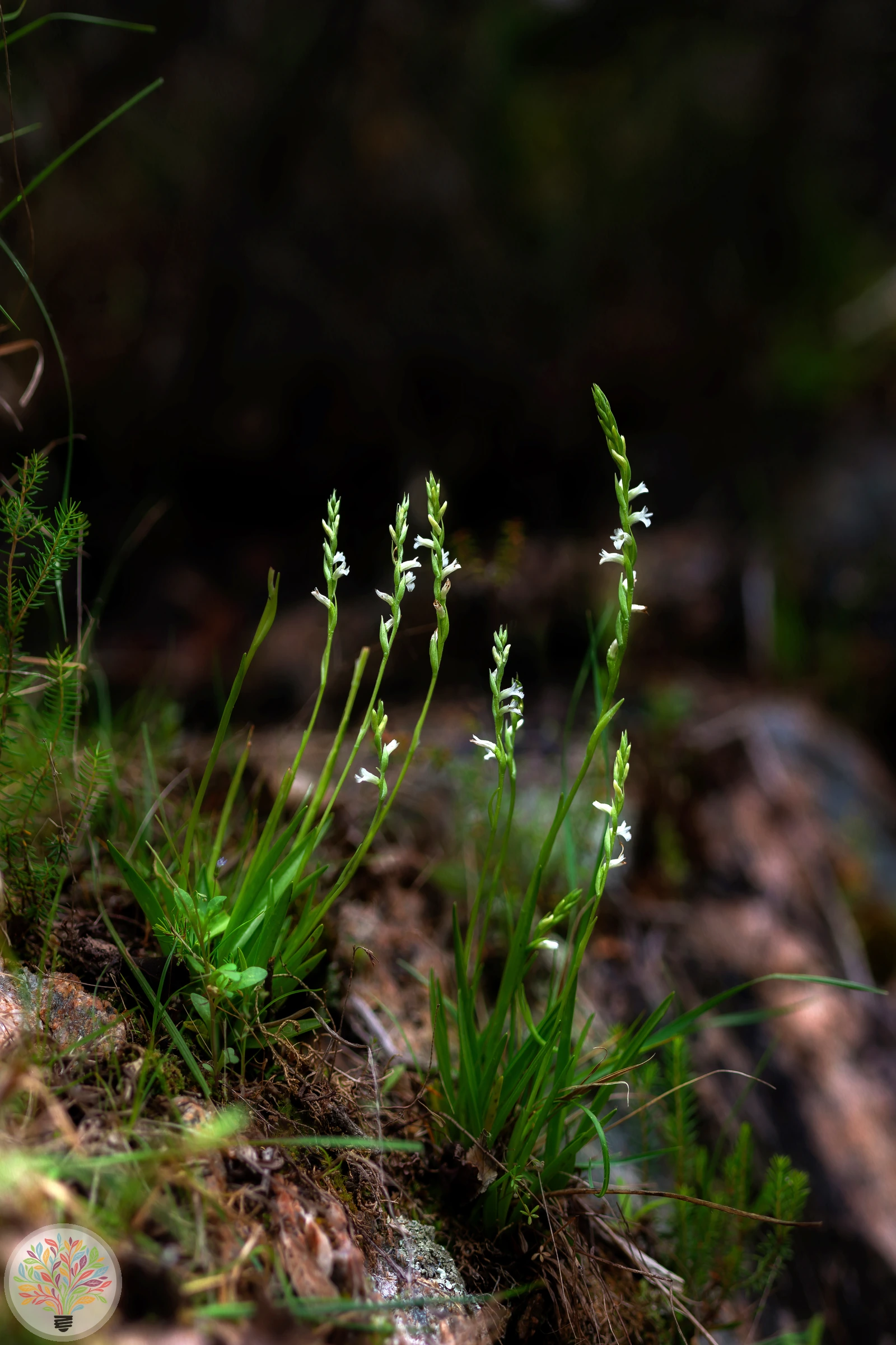 Sommer-Wendelorchis – Bild 1