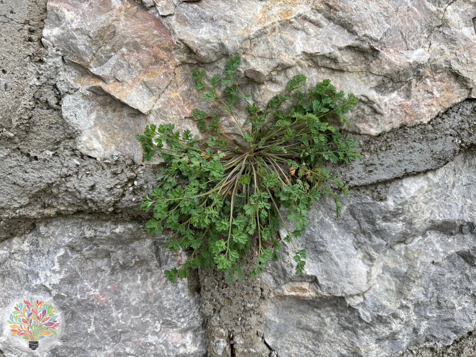 Caucalis platycarpos – Image 2 sur 2